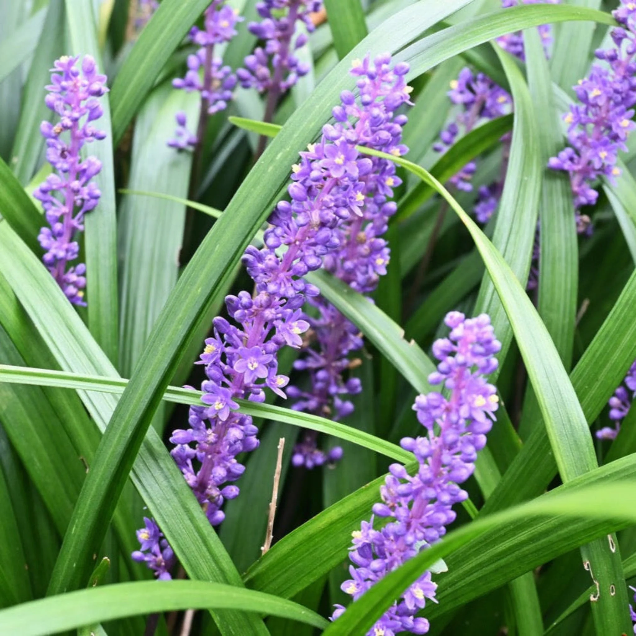 Purple Explosion™ Lilyturf - Image 2