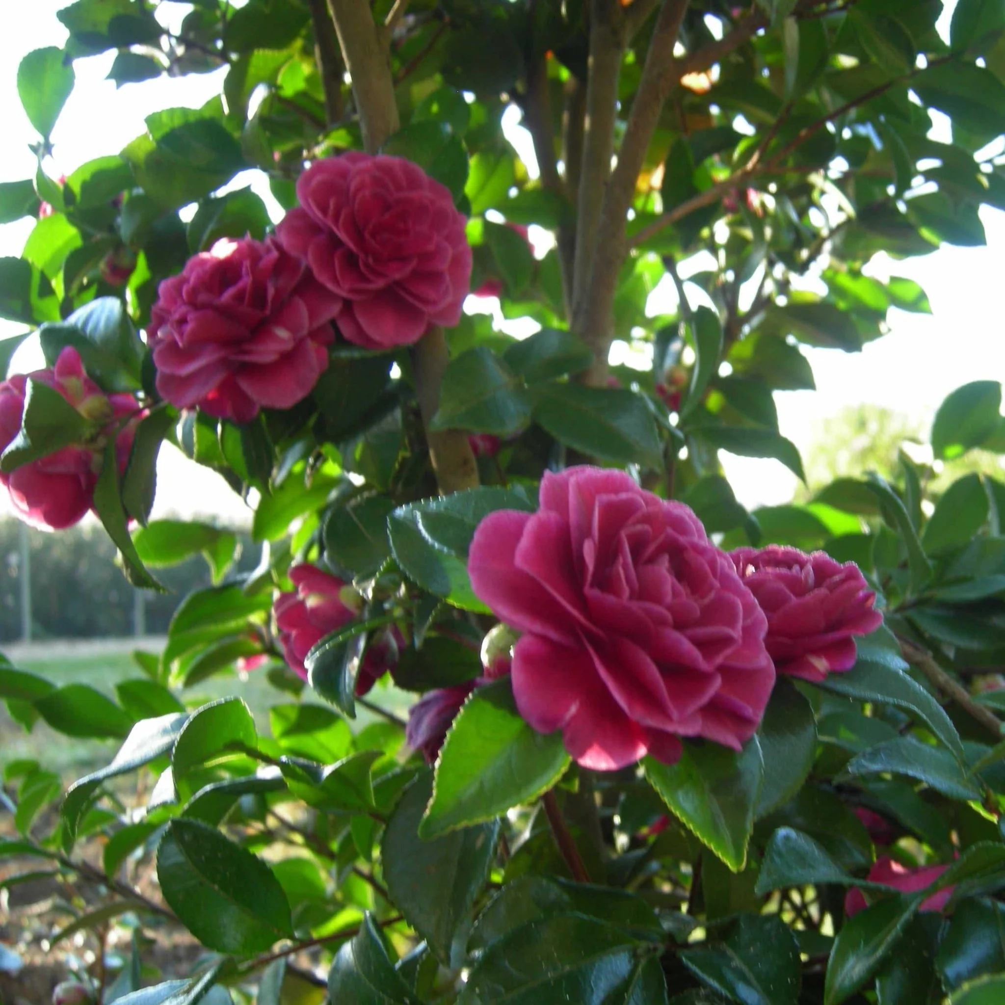Purple Haze Camellia - Image 2