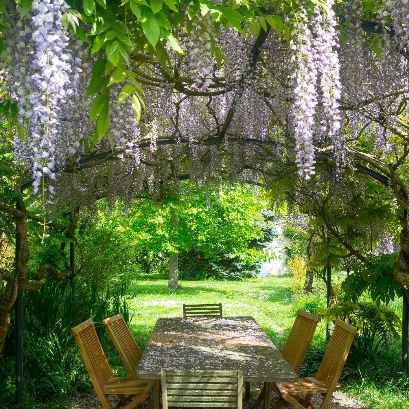 Purple Wisteria - Image 2