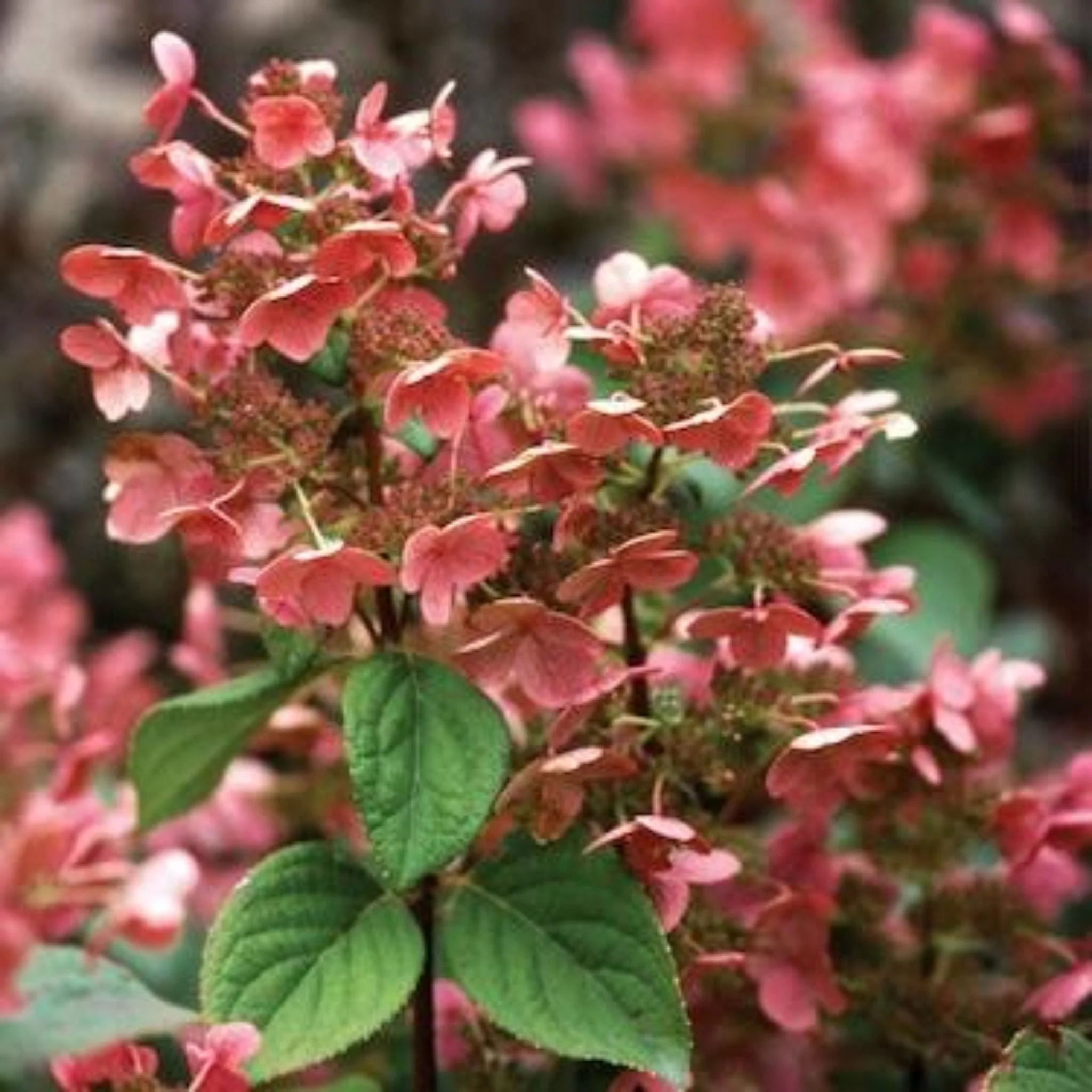 Quick Fire® Hydrangea Tree - Image 2