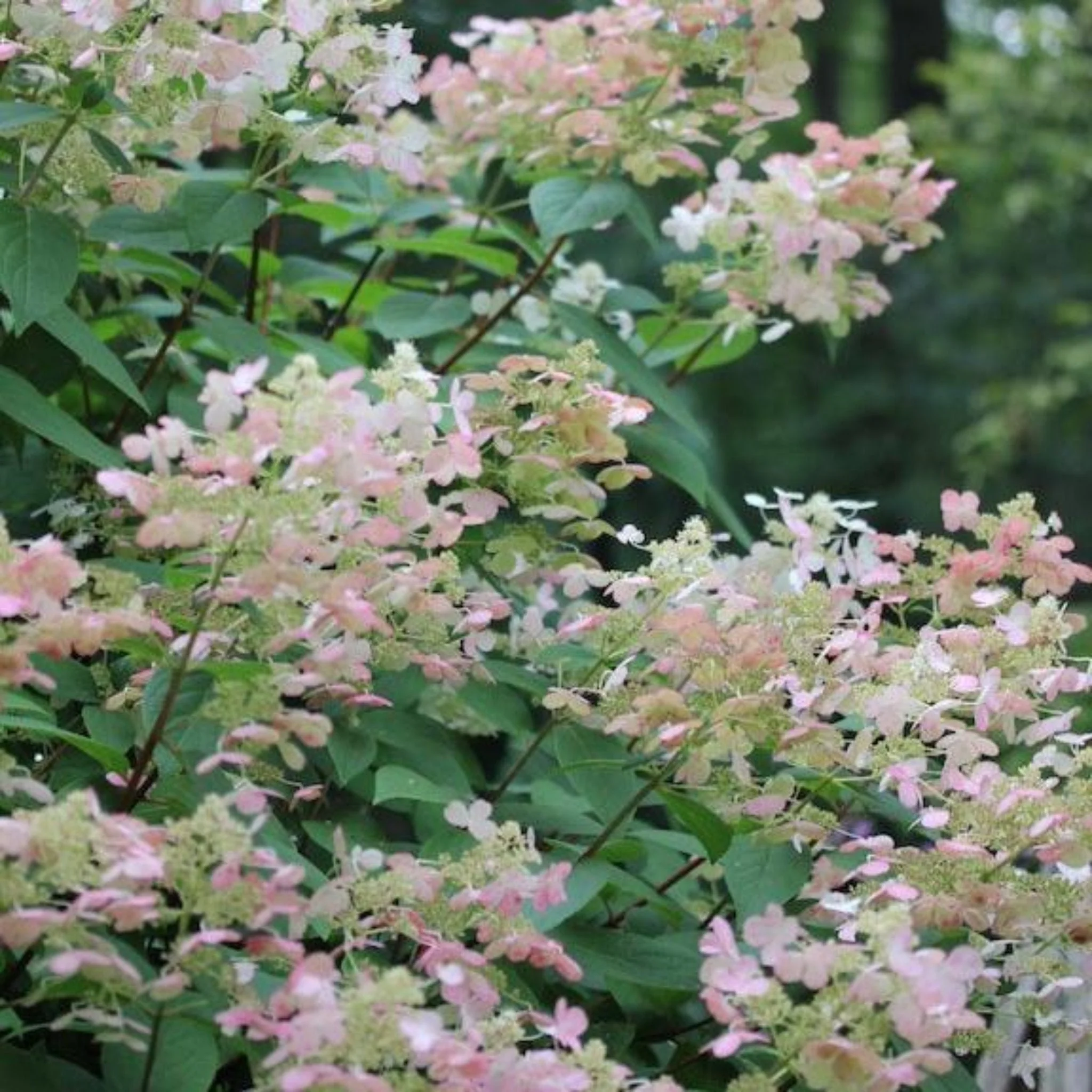 Quick Fire® Hydrangea Tree - Image 3