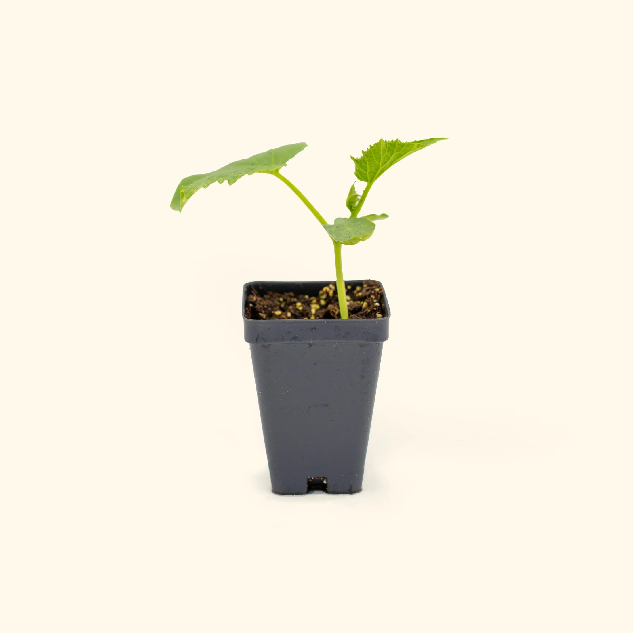 Kitchen Minis™ Quick Snack Cucumber Seedling - Image 2