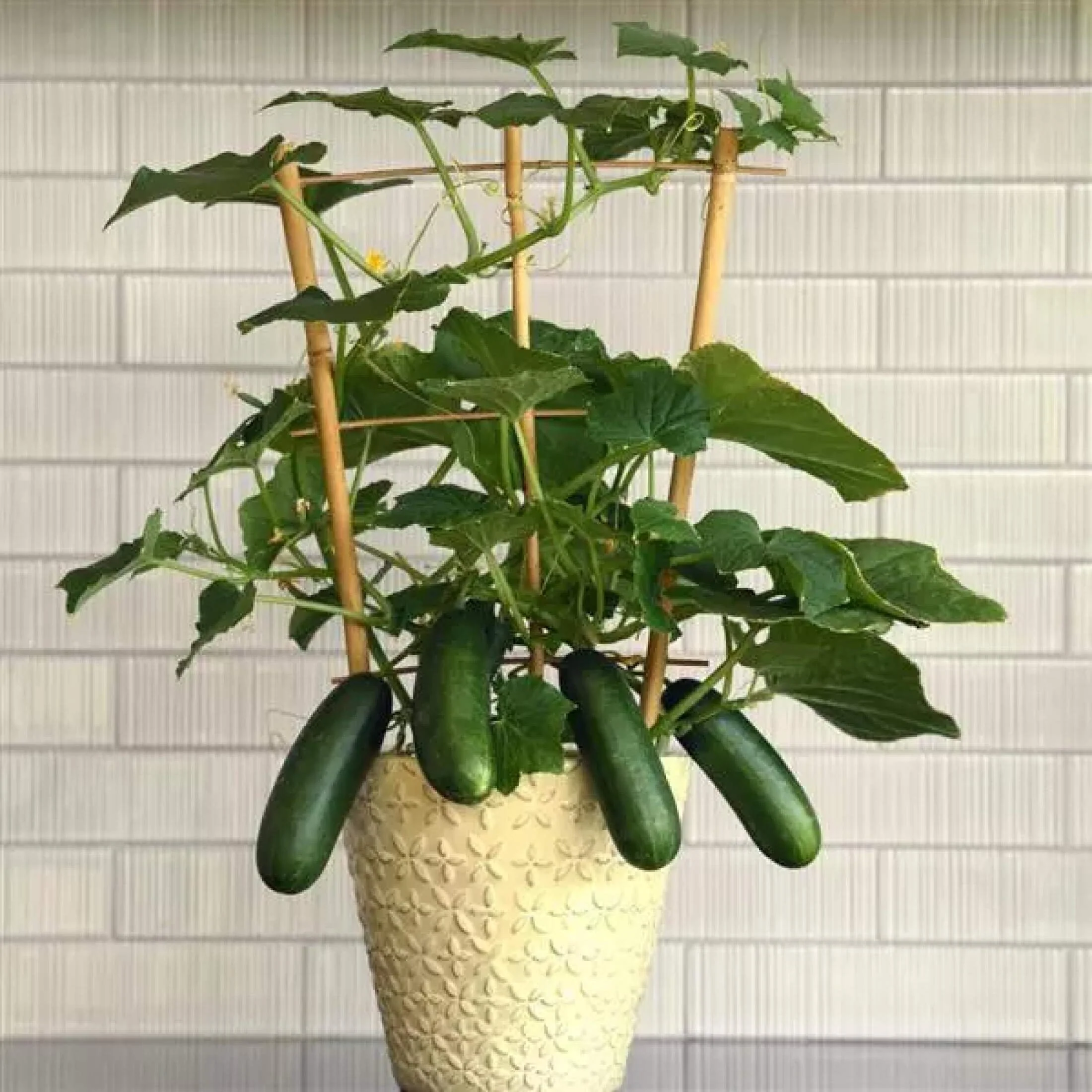 Kitchen Minis™ Quick Snack Cucumber Seedling - Image 5