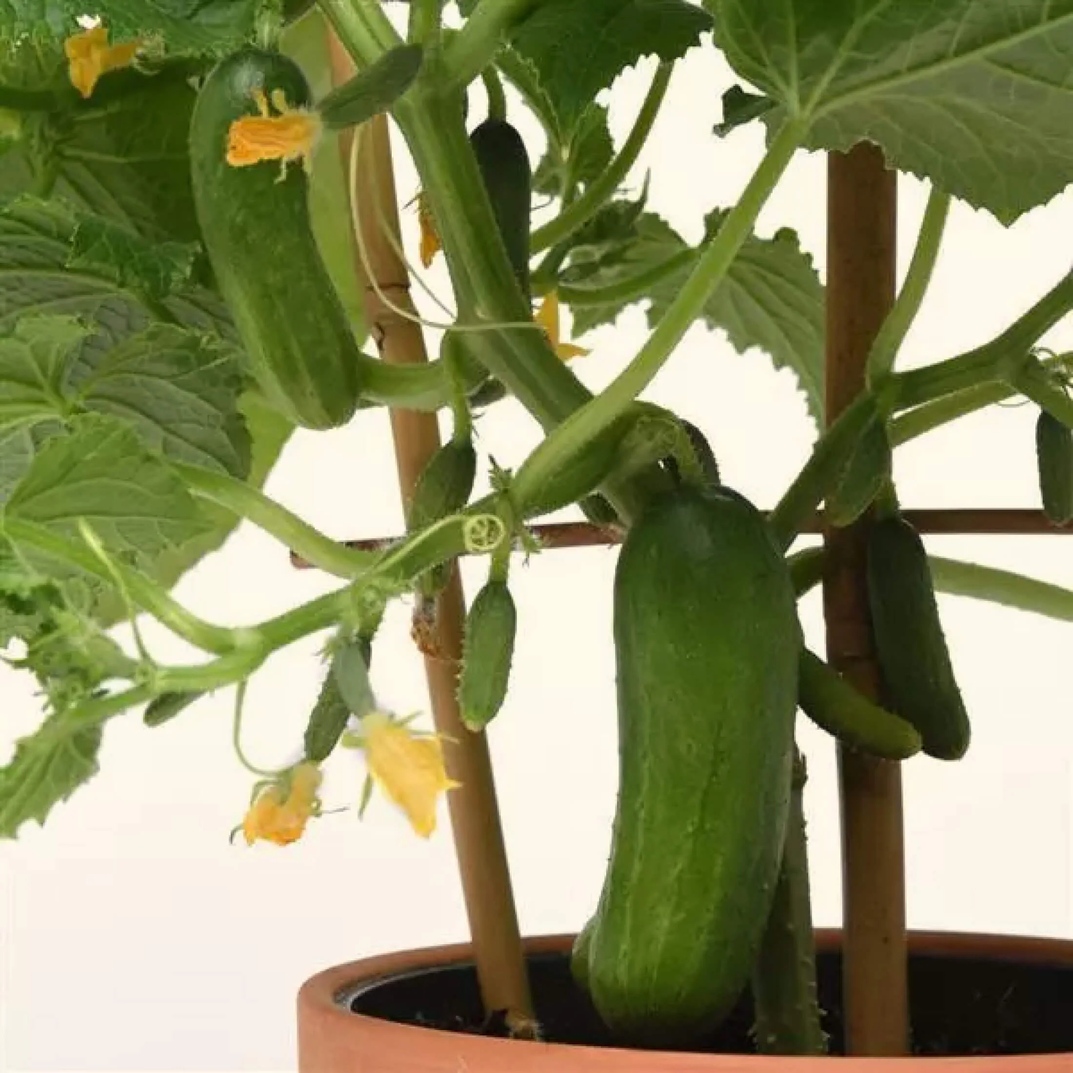 Kitchen Minis™ Quick Snack Cucumber Seedling - Image 6