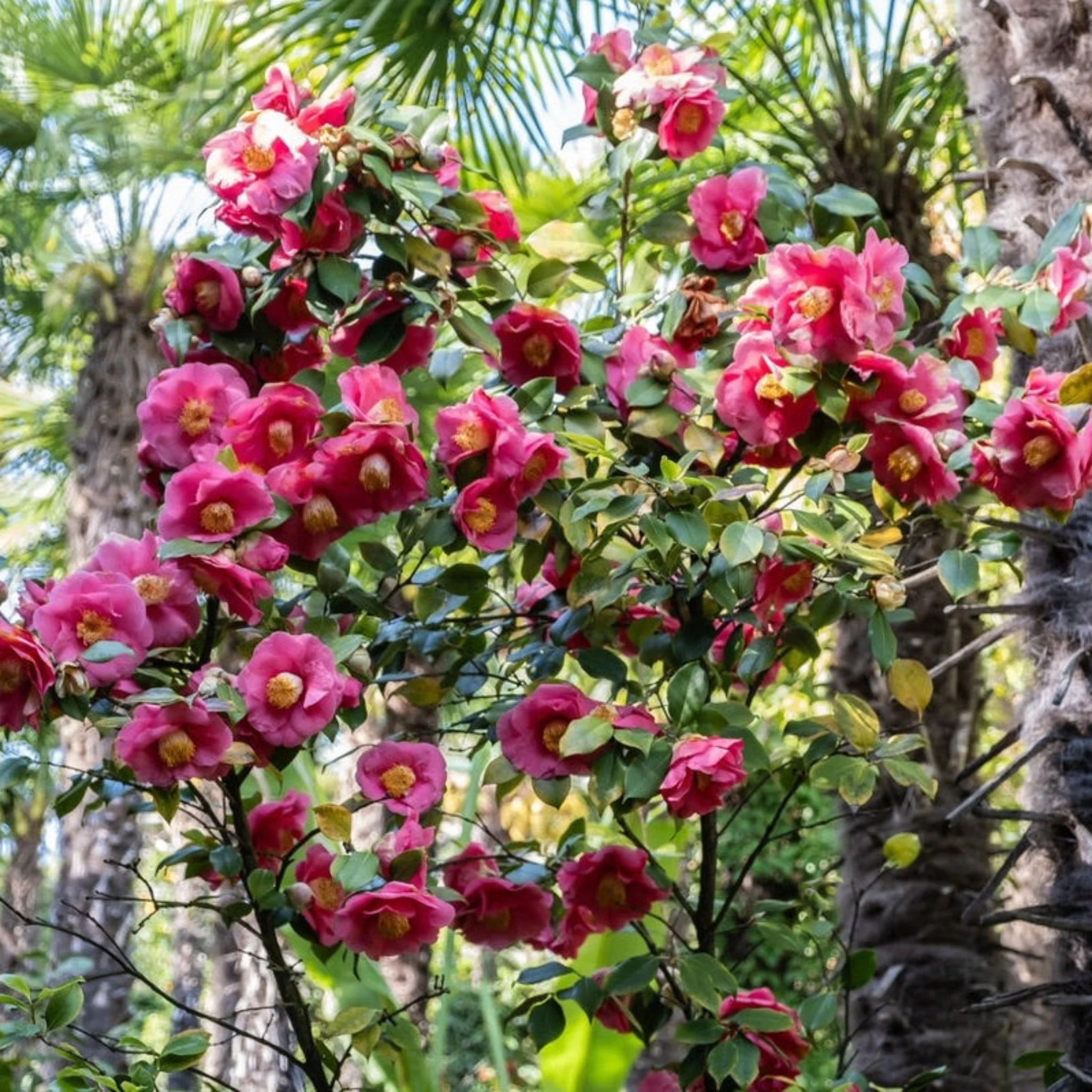 R.L. Wheeler Camellia - Image 2