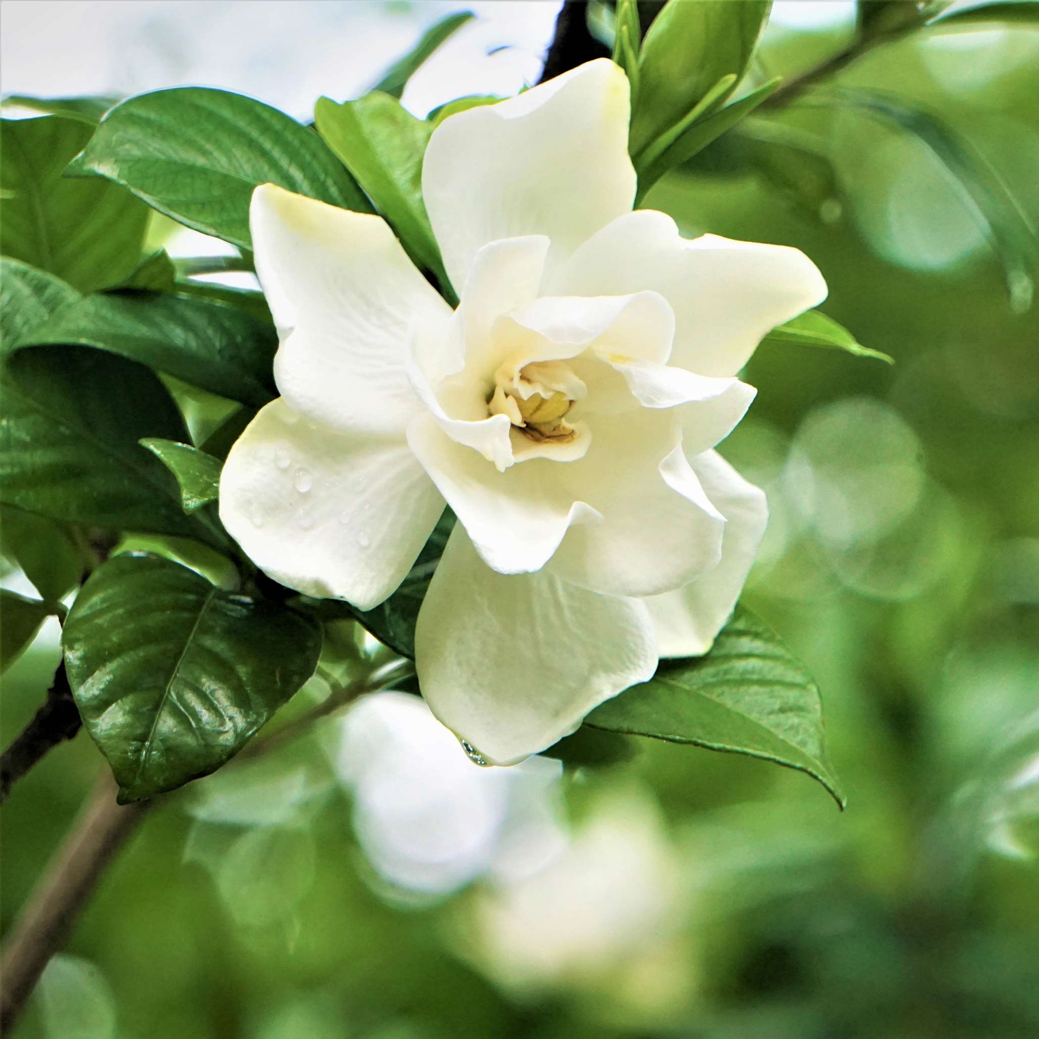 Radicans Gardenia - Image 2