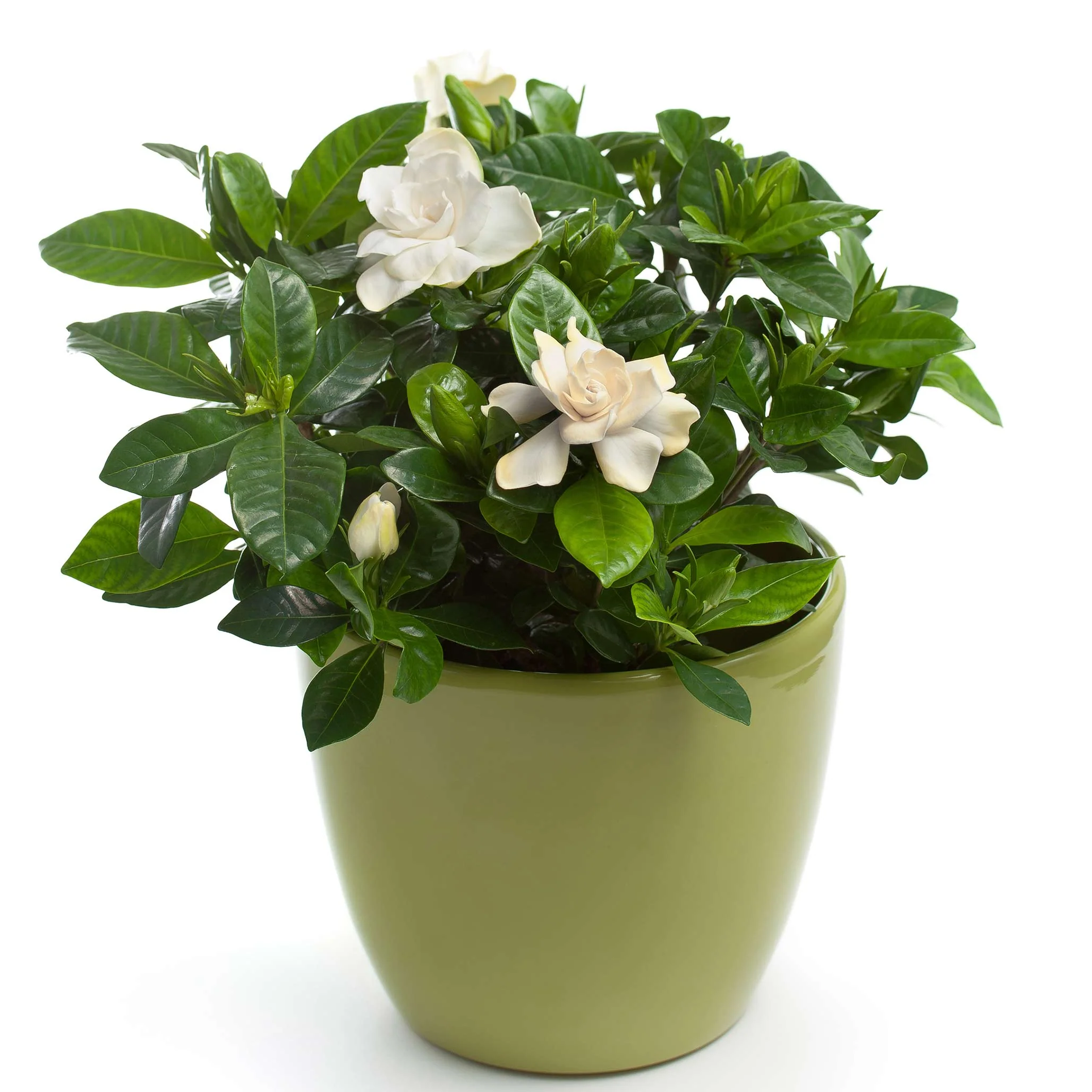 Radicans Gardenia - Image 3