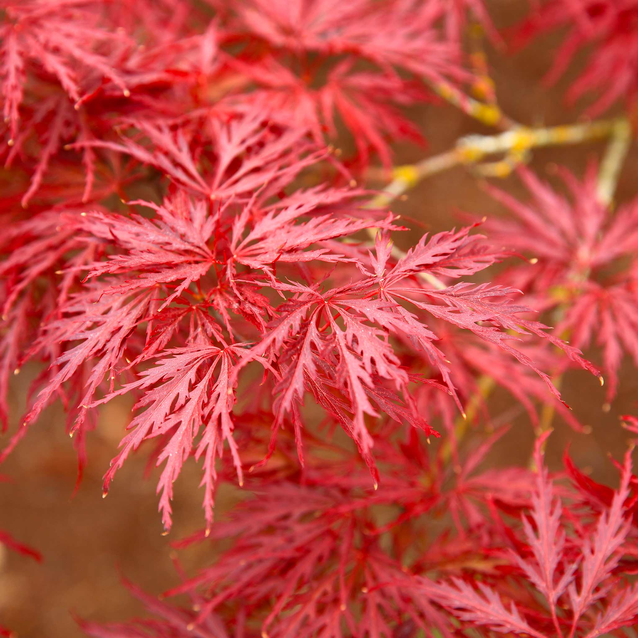 Red Dragon Japanese Maple Tree - Image 2