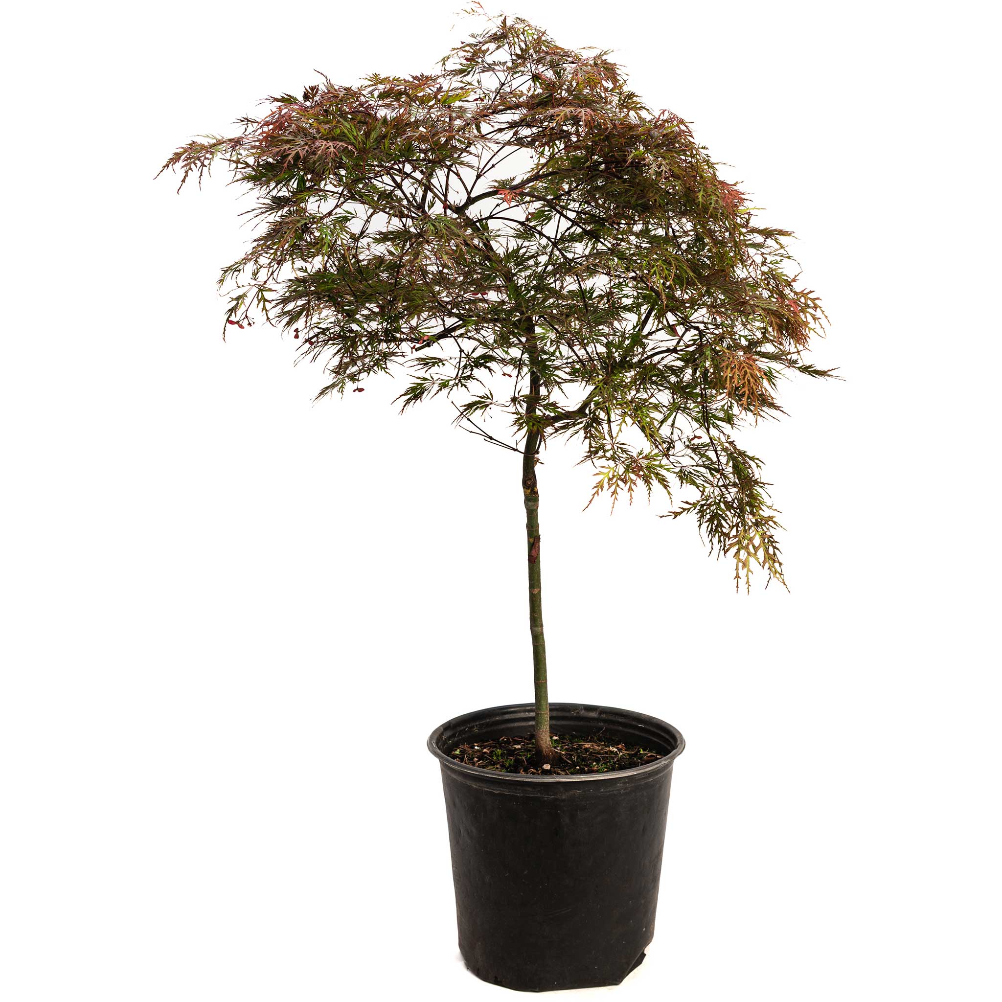 Red Dragon Japanese Maple Tree - Image 4