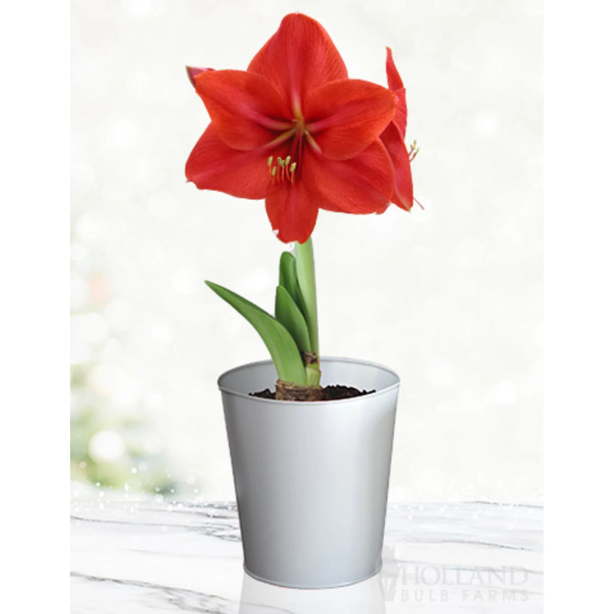'Red Lion' Amaryllis Kit - Image 2