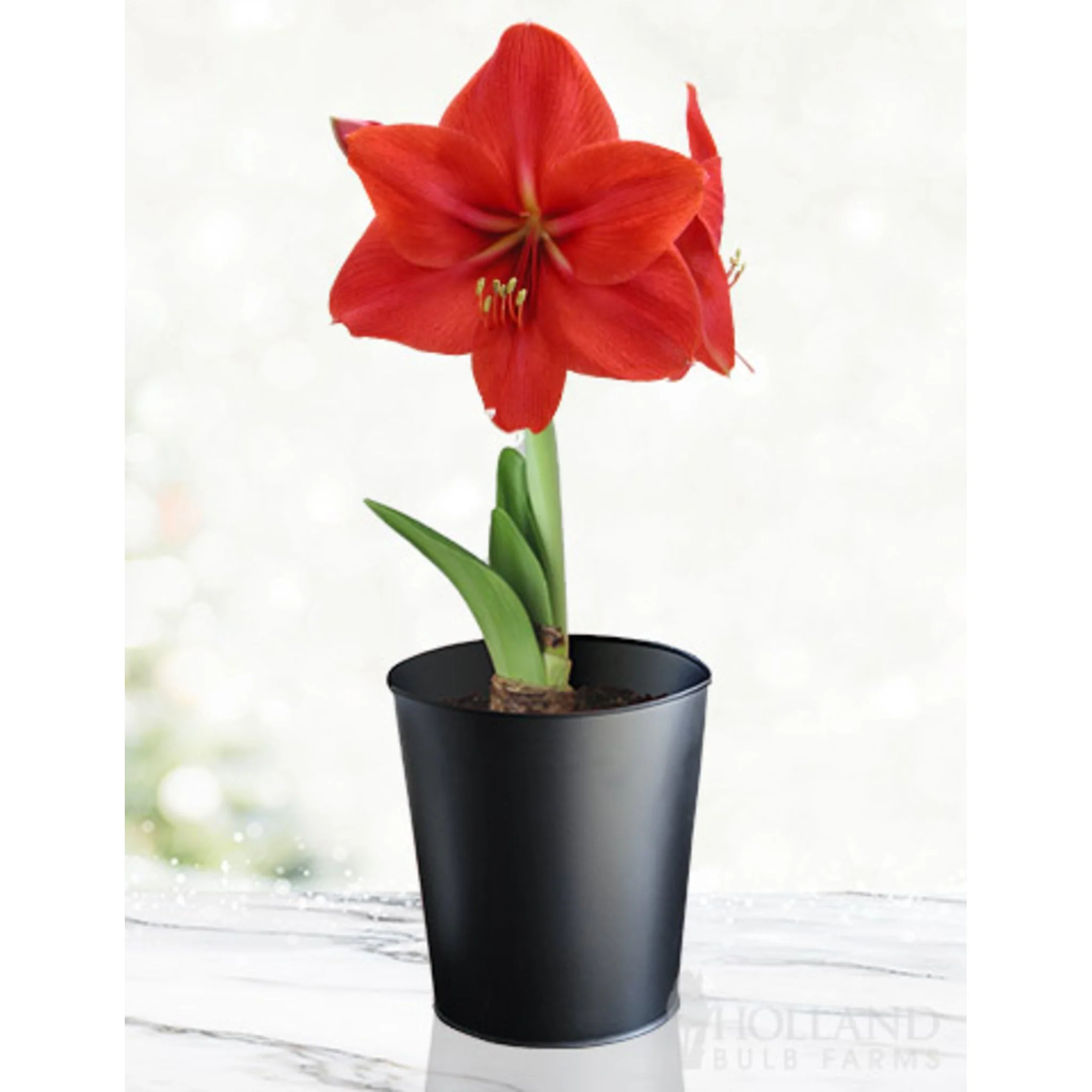 'Red Lion' Amaryllis Kit - Image 3