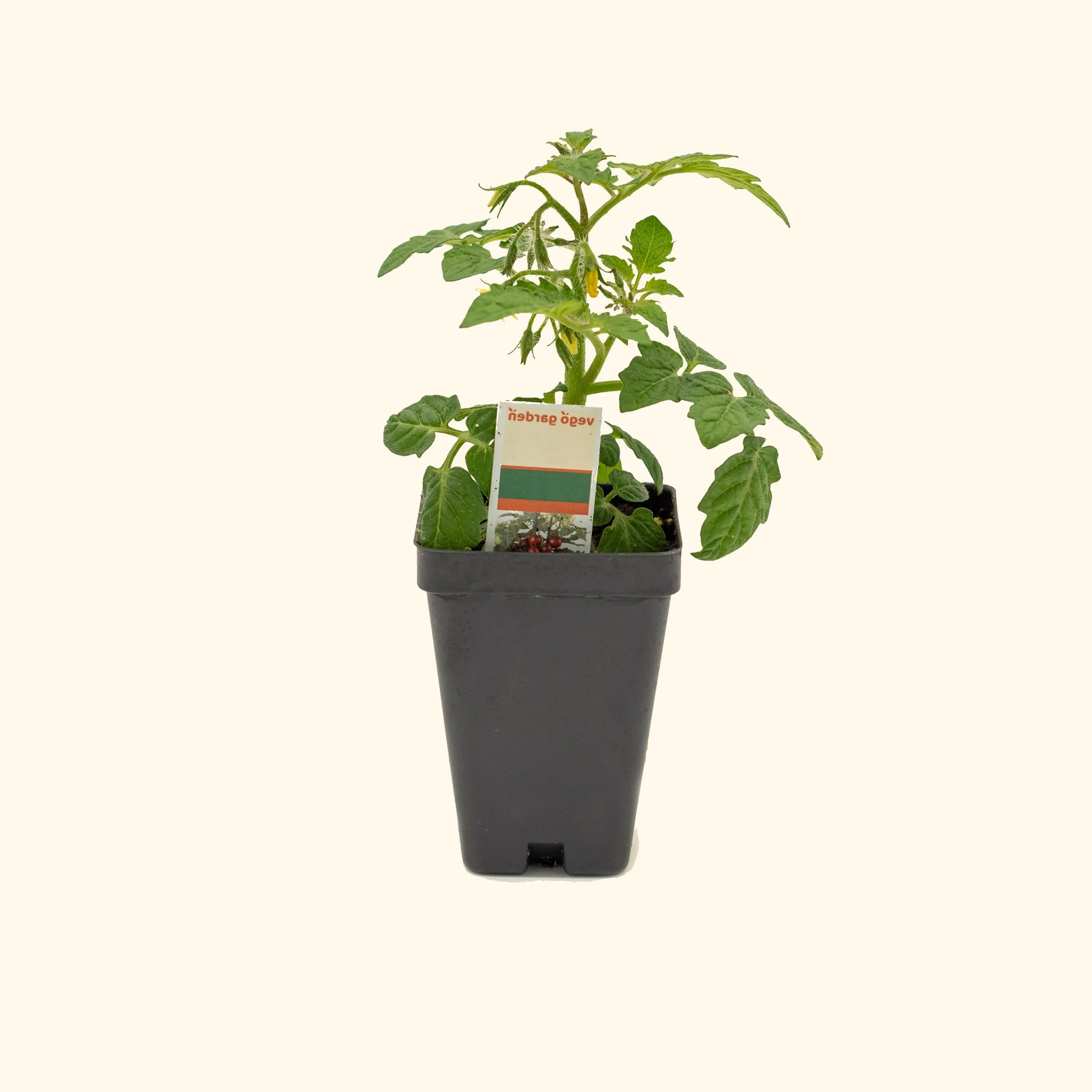 Kitchen Minis™ Red Velvet Tomato Seedling - Image 2