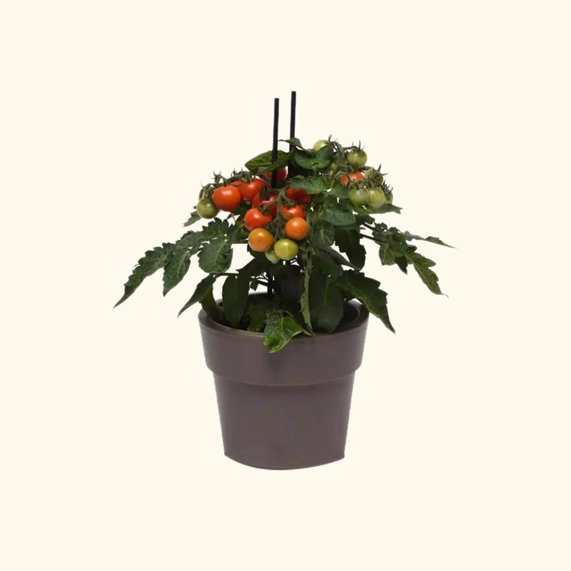 Kitchen Minis™ Red Velvet Tomato Seedling - Image 5