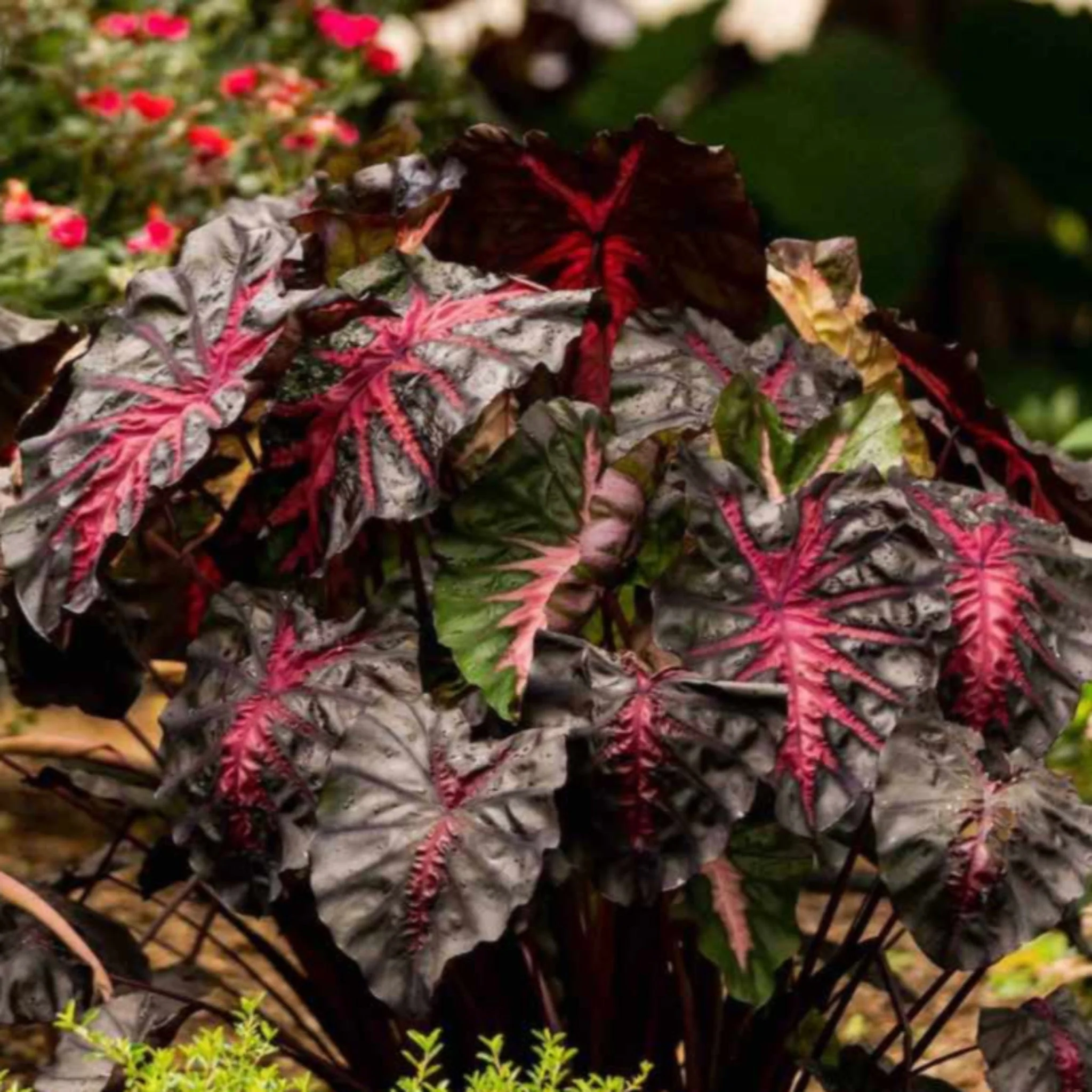 Redemption™ Colocasia - Image 2