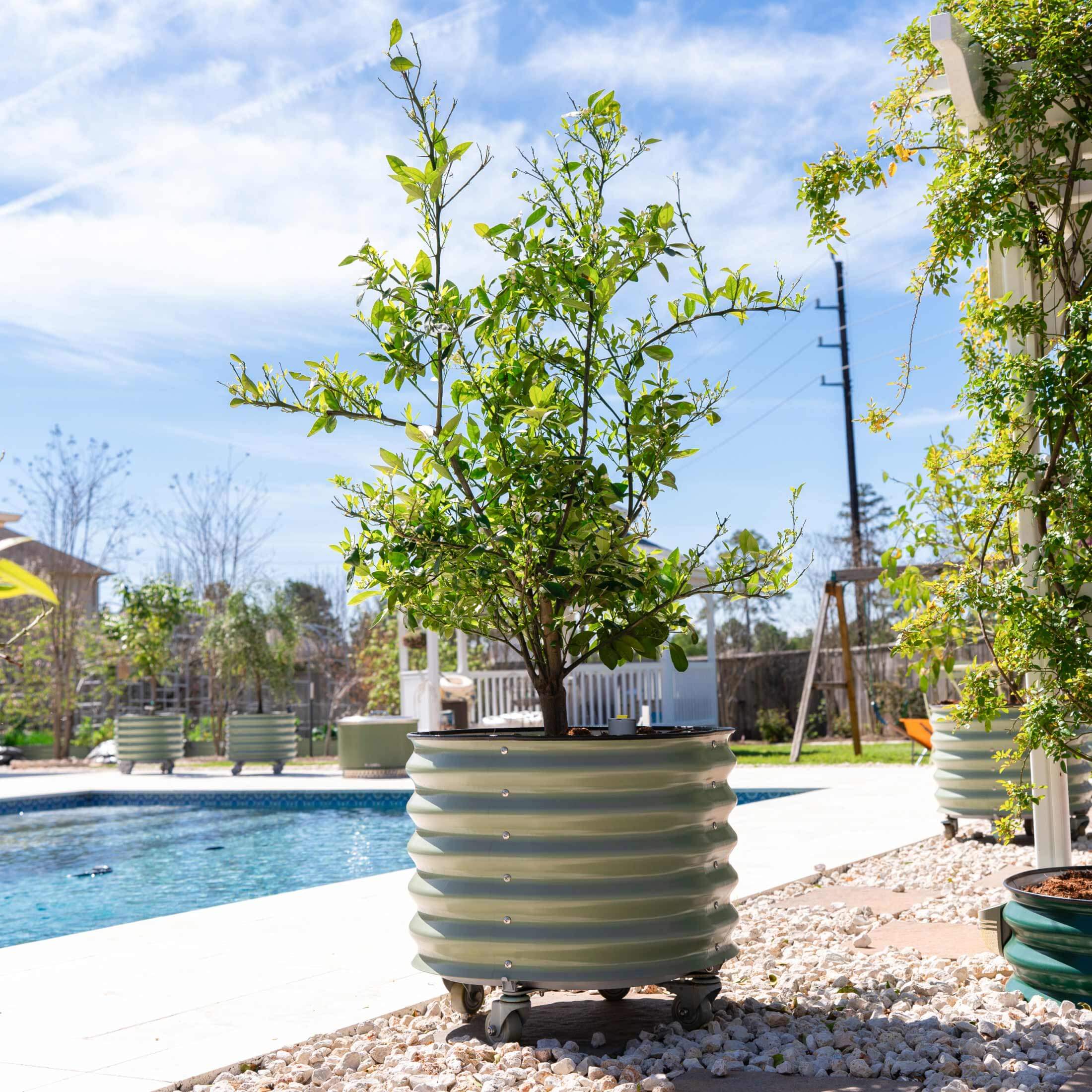 Self-Watering Rolling Citrus Tree Planter - 30 Gallon - Image 15