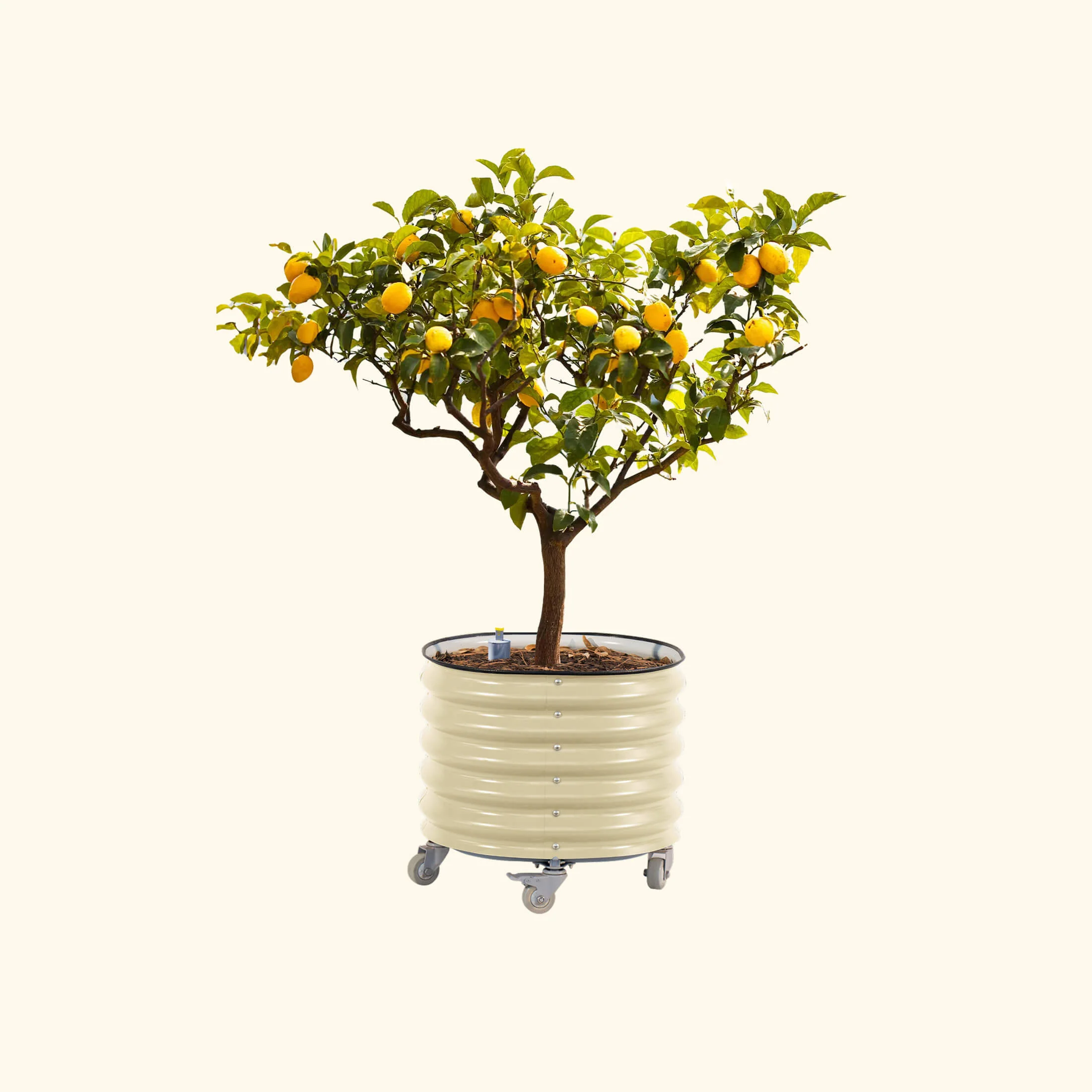 Self-Watering Rolling Citrus Tree Planter - 30 Gallon - Image 4