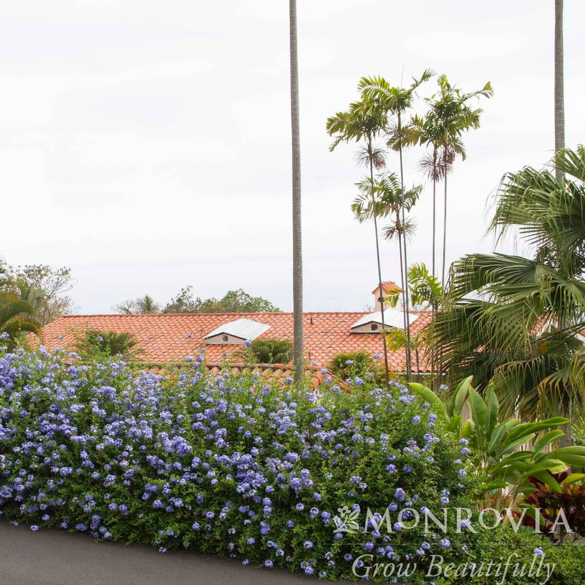Royal Cape® Plumbago - Image 2