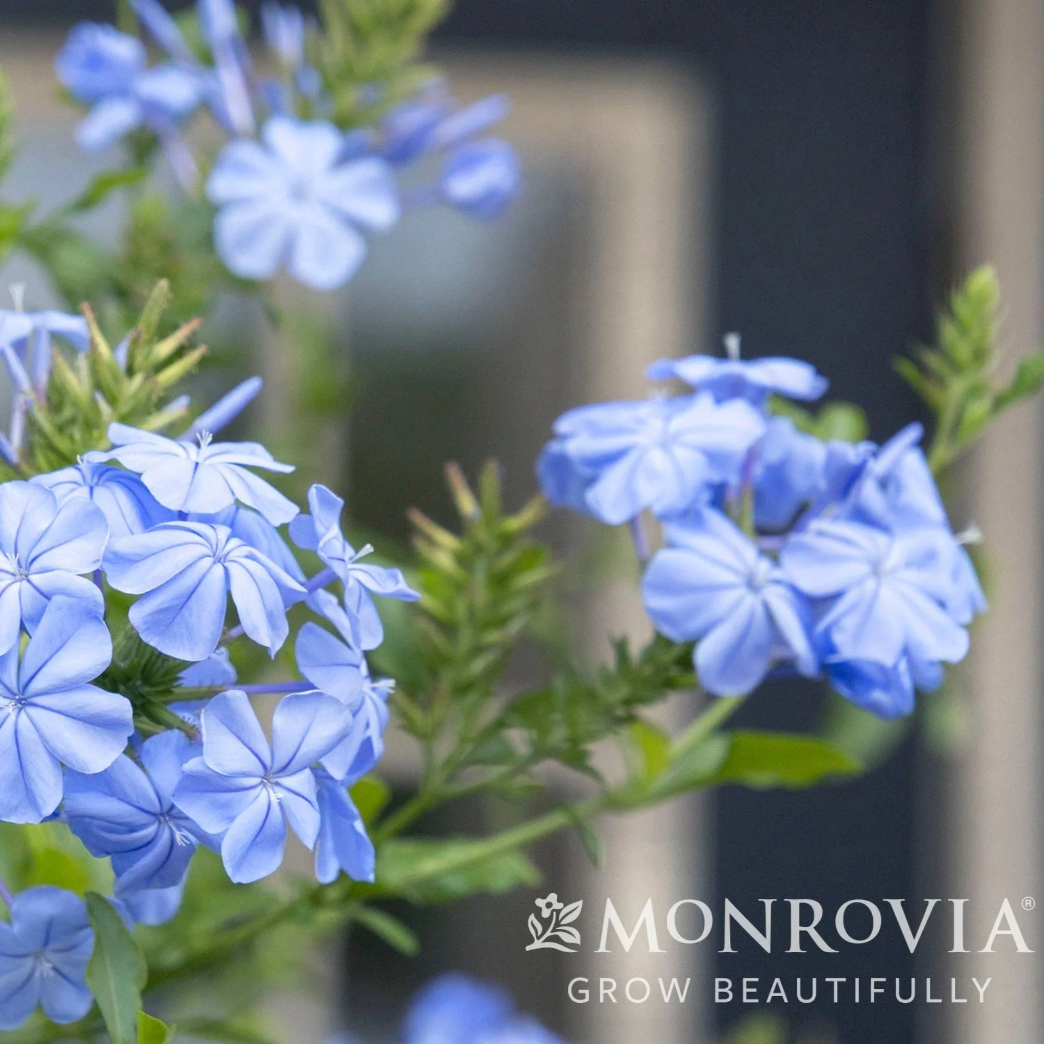Royal Cape® Plumbago - Image 3