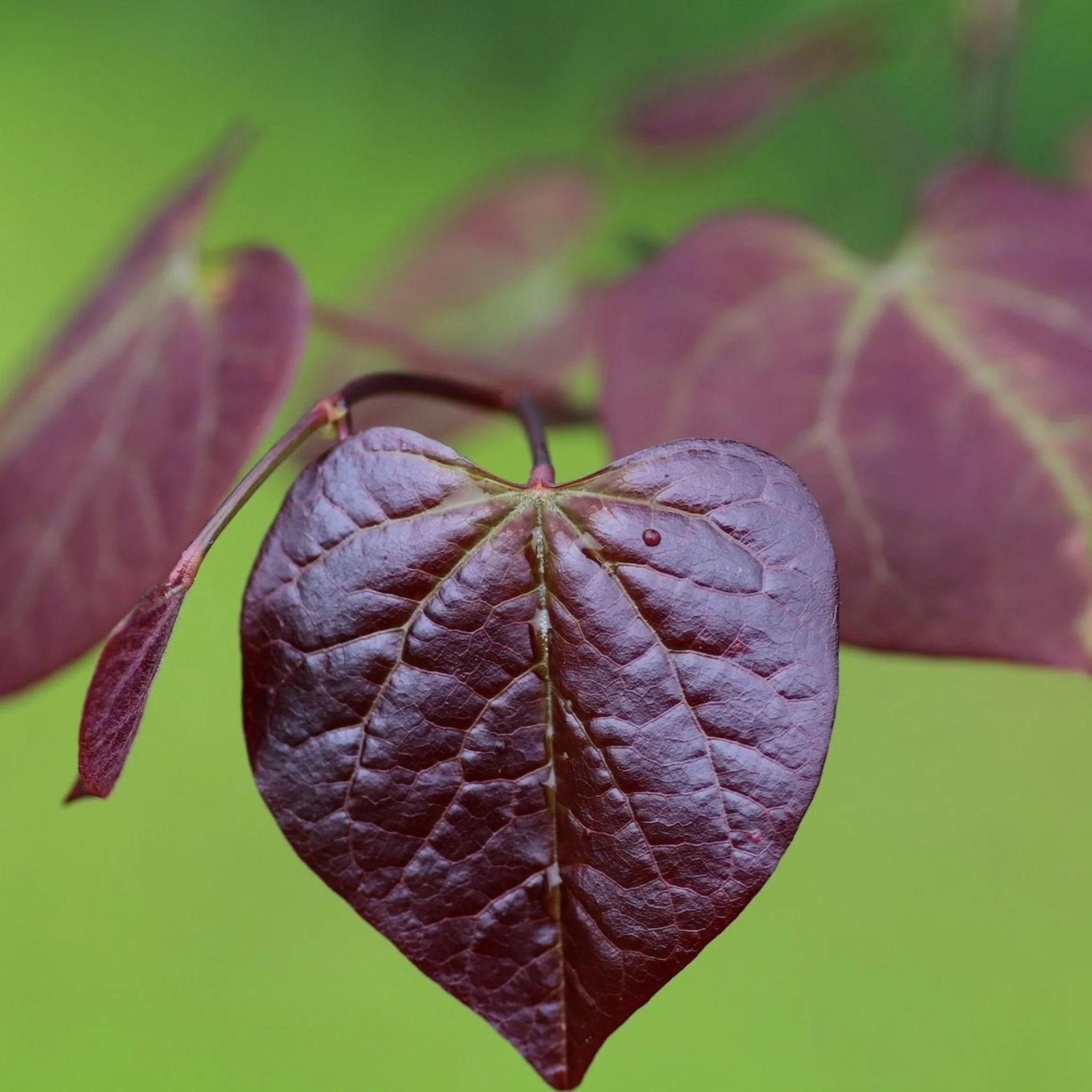 Ruby Falls Redbud Tree - Image 2