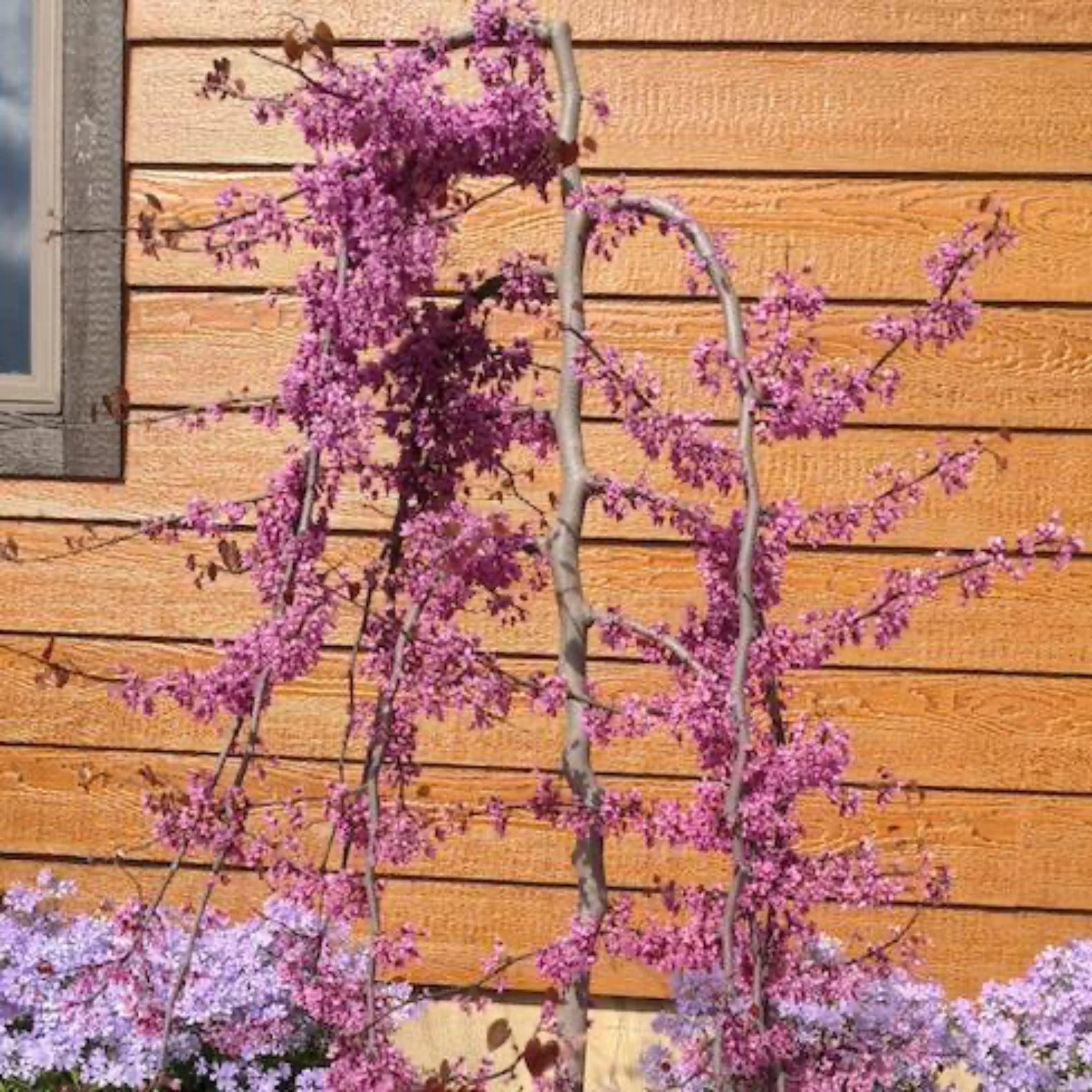 Ruby Falls Redbud Tree - Image 3