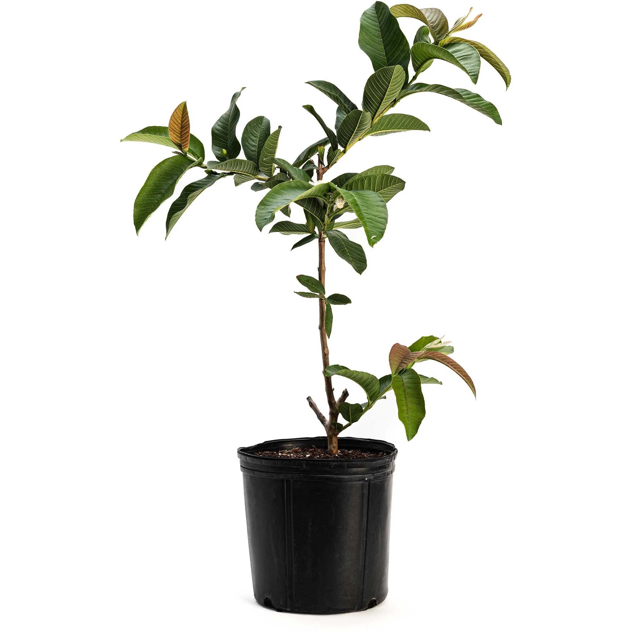 Ruby Supreme Guava Tree - Image 2