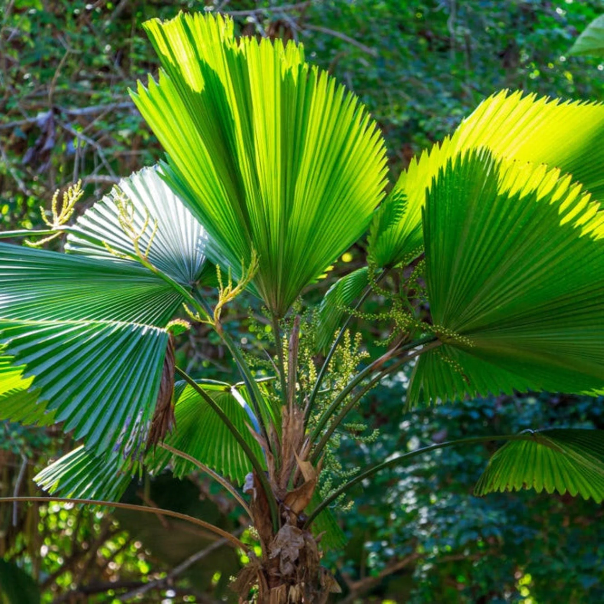 Ruffled Fan Palm - Image 3