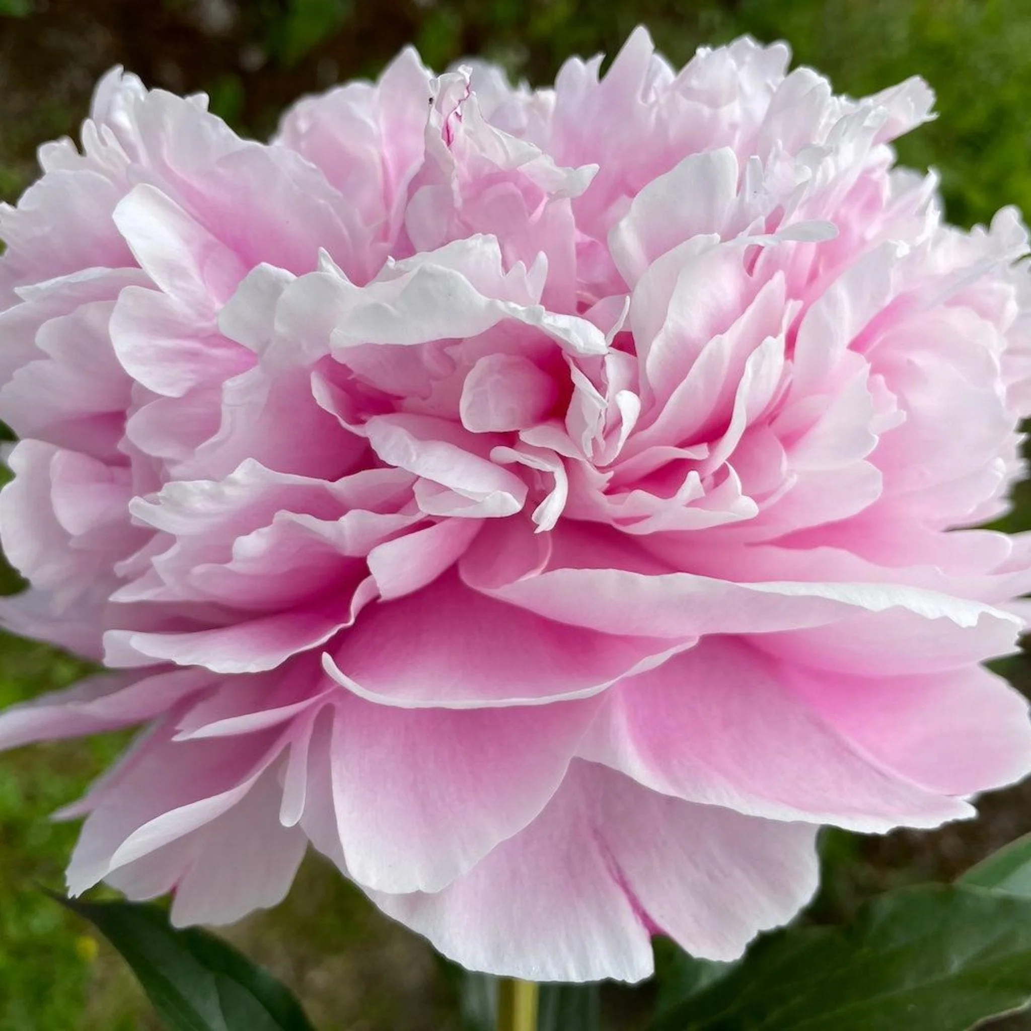 Sarah Bernhardt Peony - Image 2
