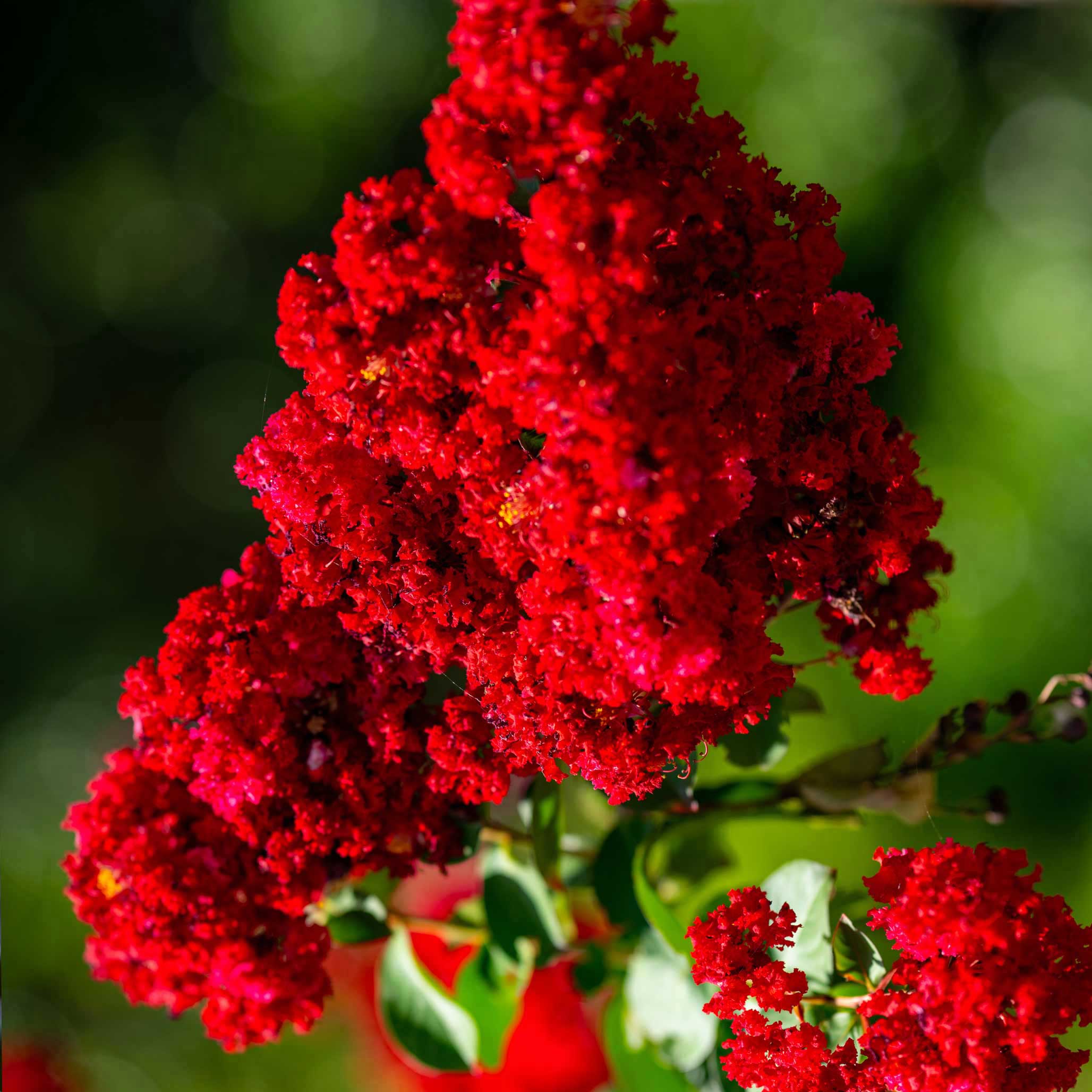 Scarlet Colorama™ Crape Myrtle - Image 2