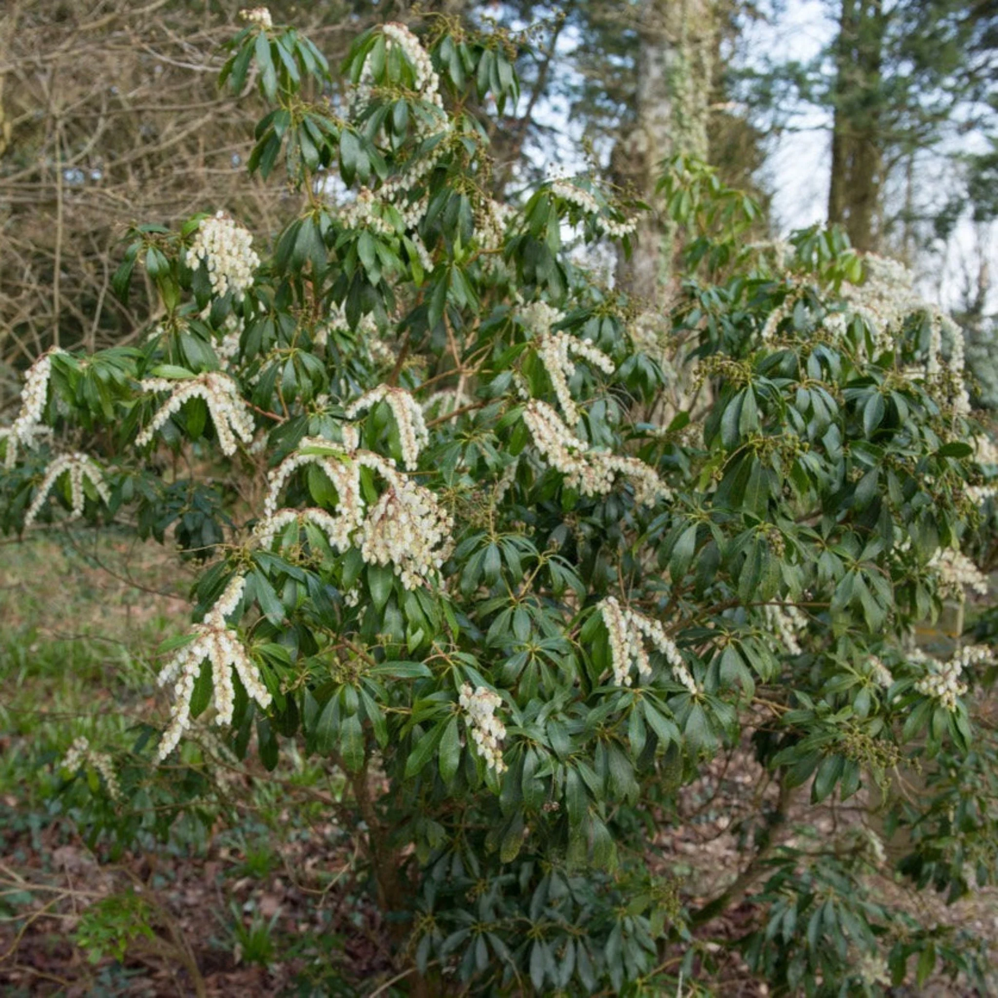 Scarlet O'Hara Pieris - Image 2