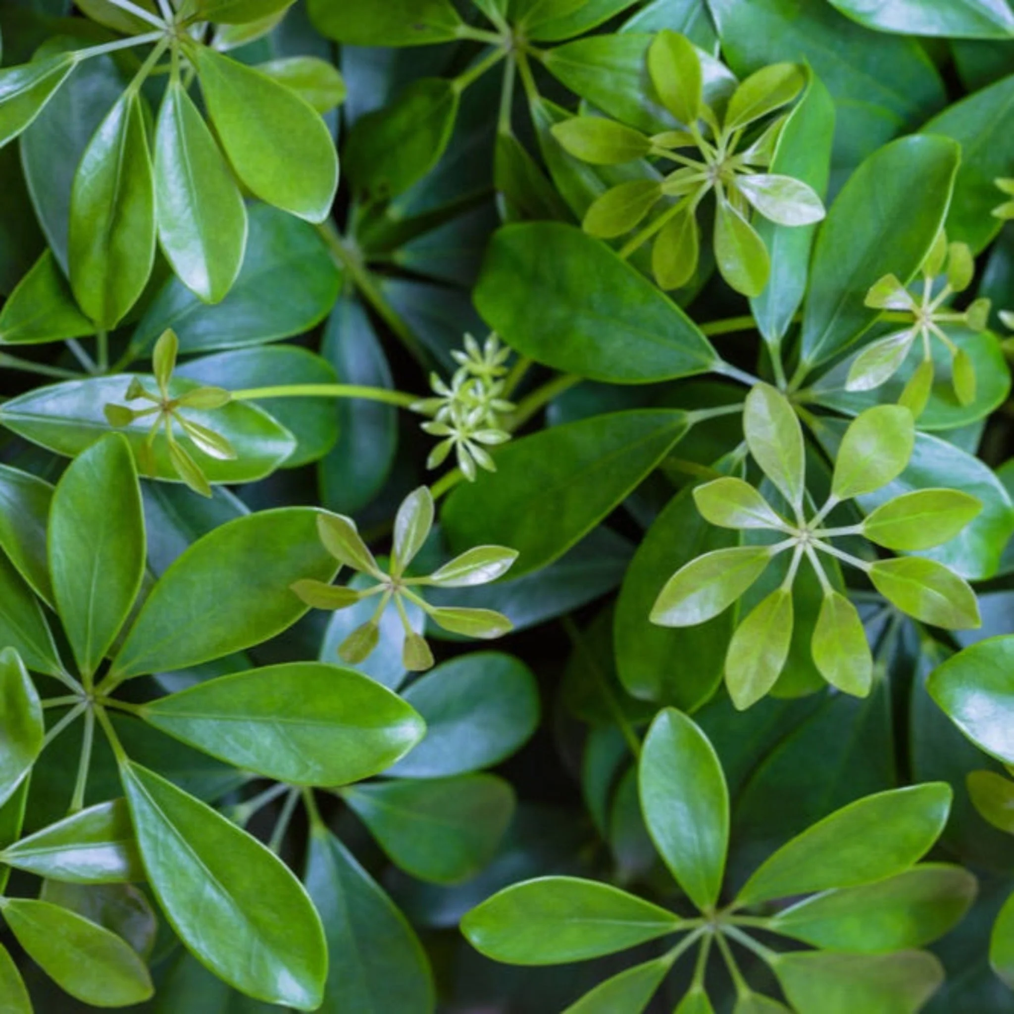 Schefflera (Umbrella Plant) - Image 2