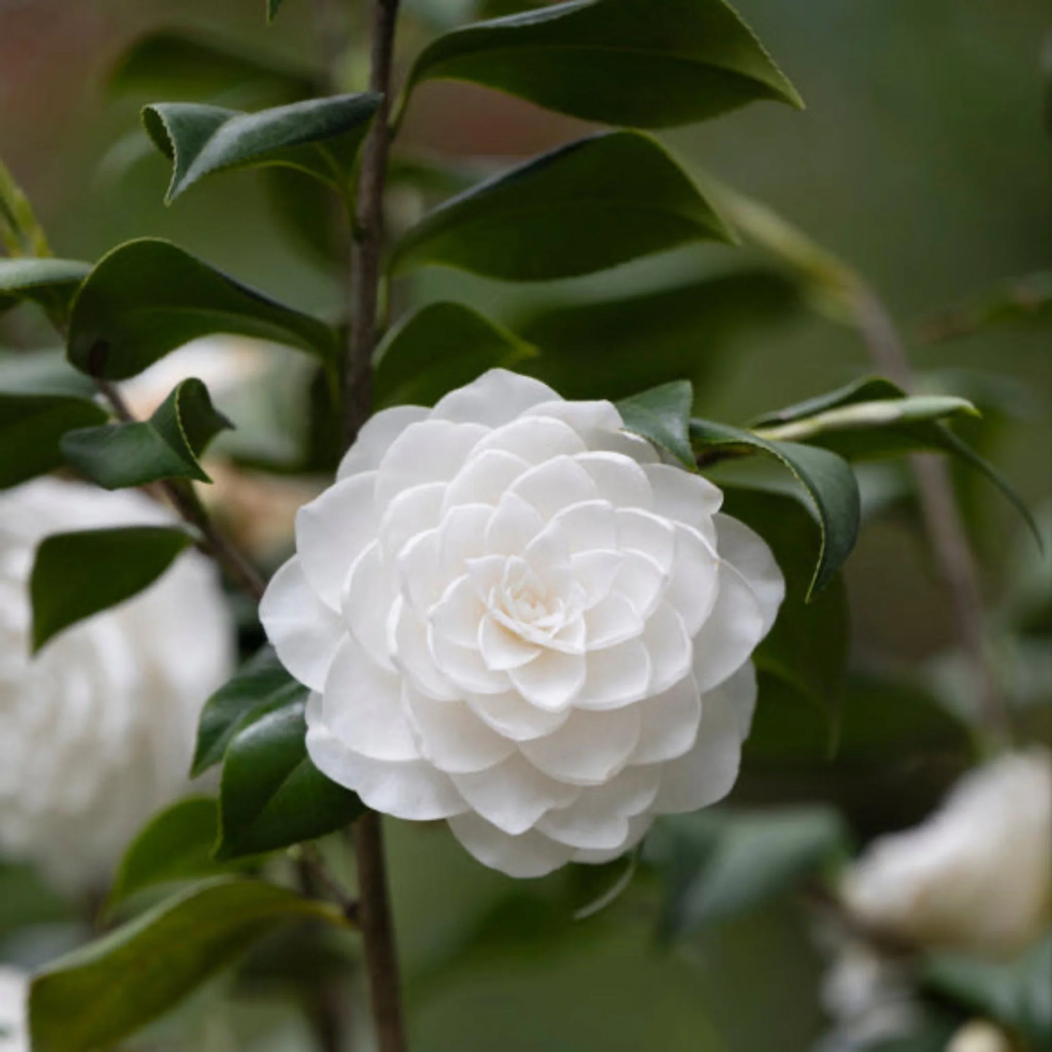Sea Foam Camellia - Image 2