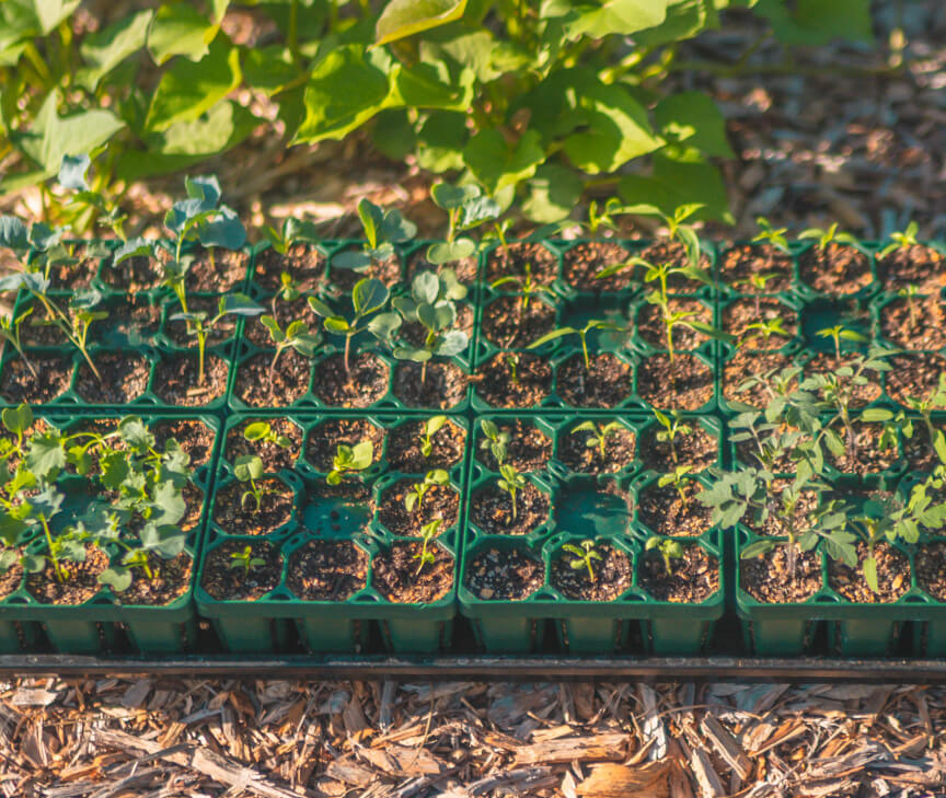 Seed Starting Bundle - 10" x 10" - Image 5