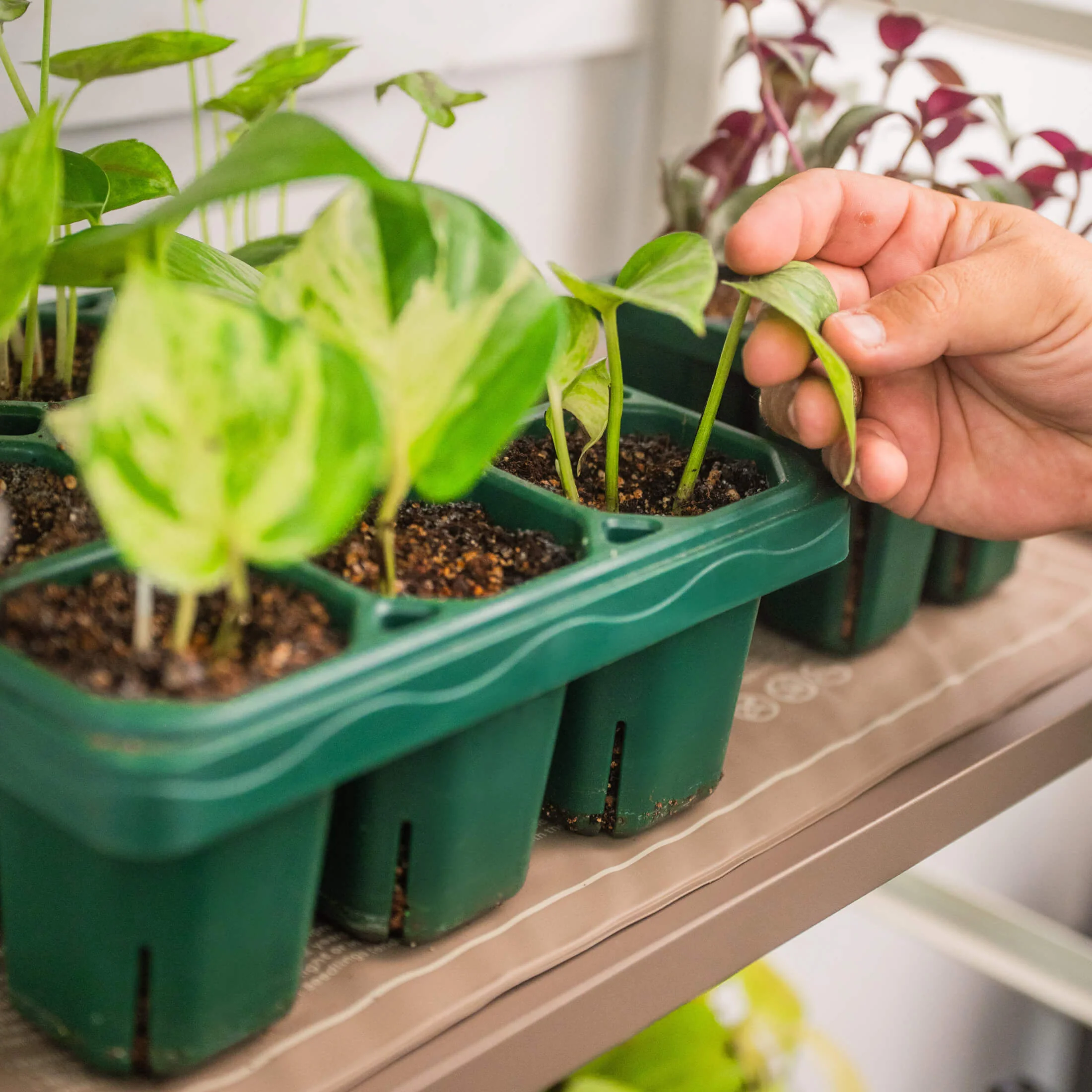 Seedling Heat Mat - Image 6
