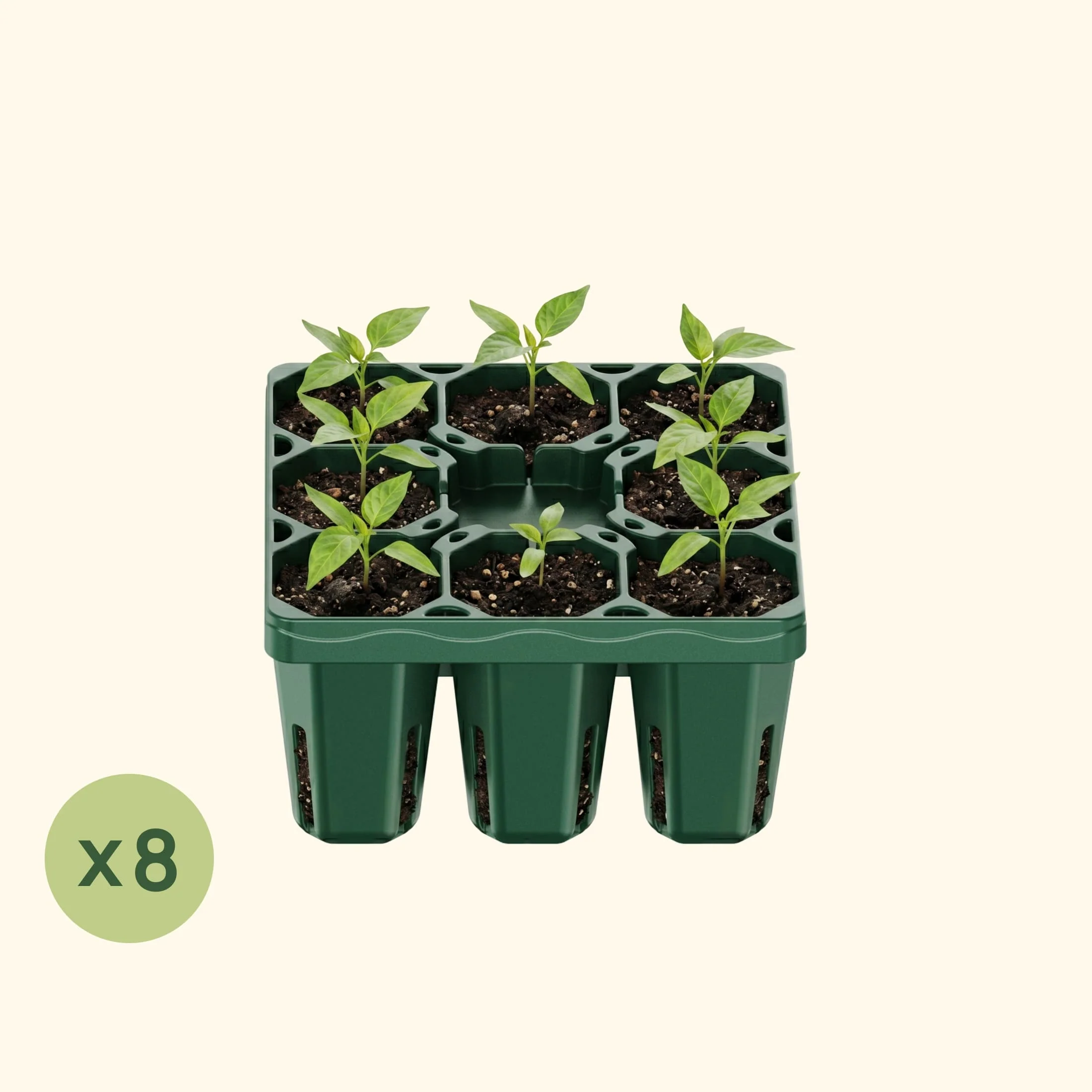 Standard Seedling Tray - 5" x 5" - Image 14