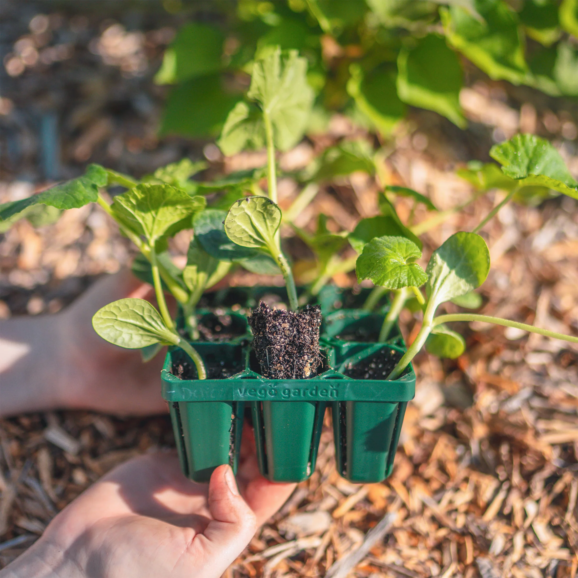 Standard Seedling Tray - 5" x 5" - Image 5