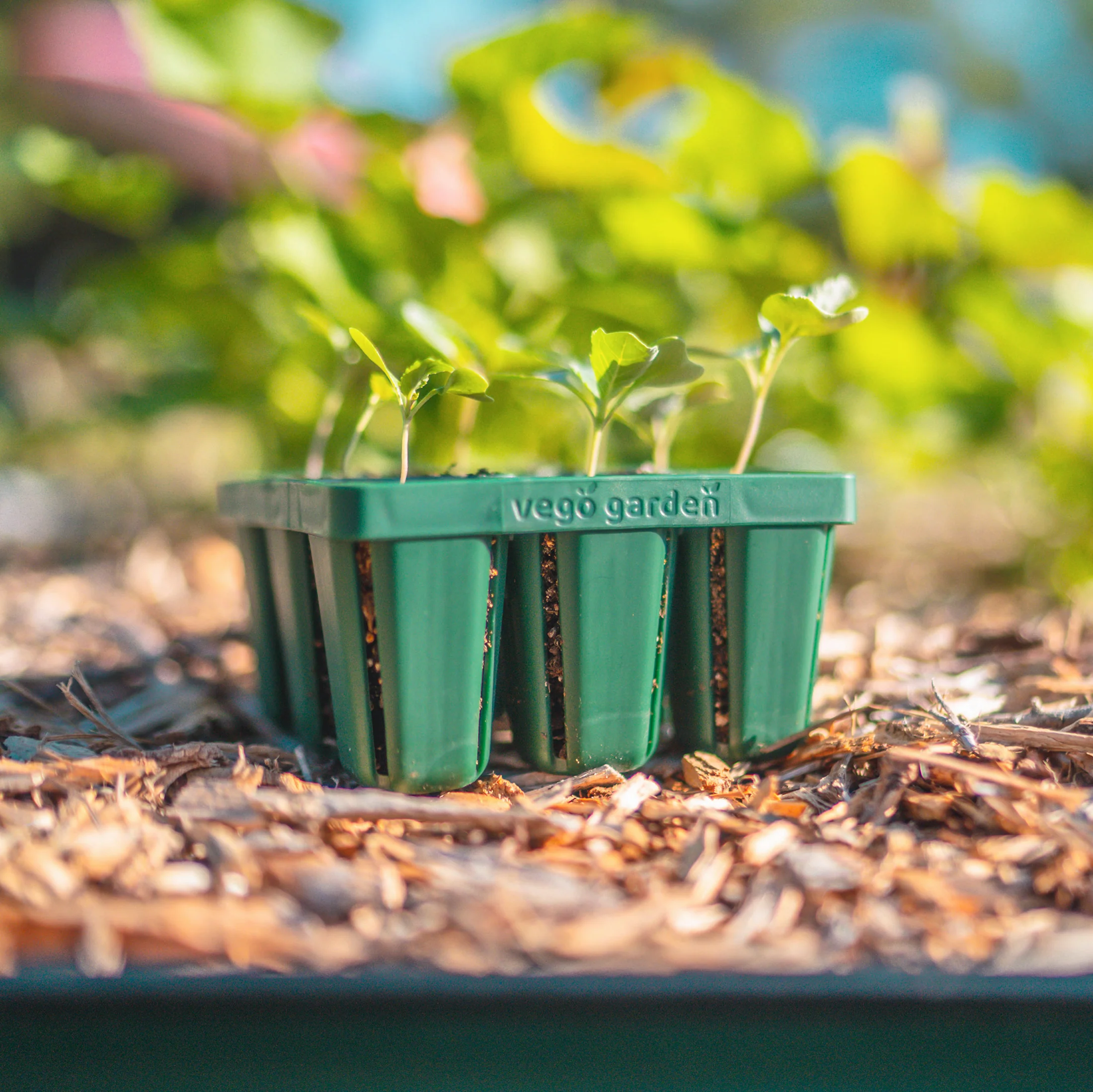 Standard Seedling Tray - 5" x 5" - Image 6