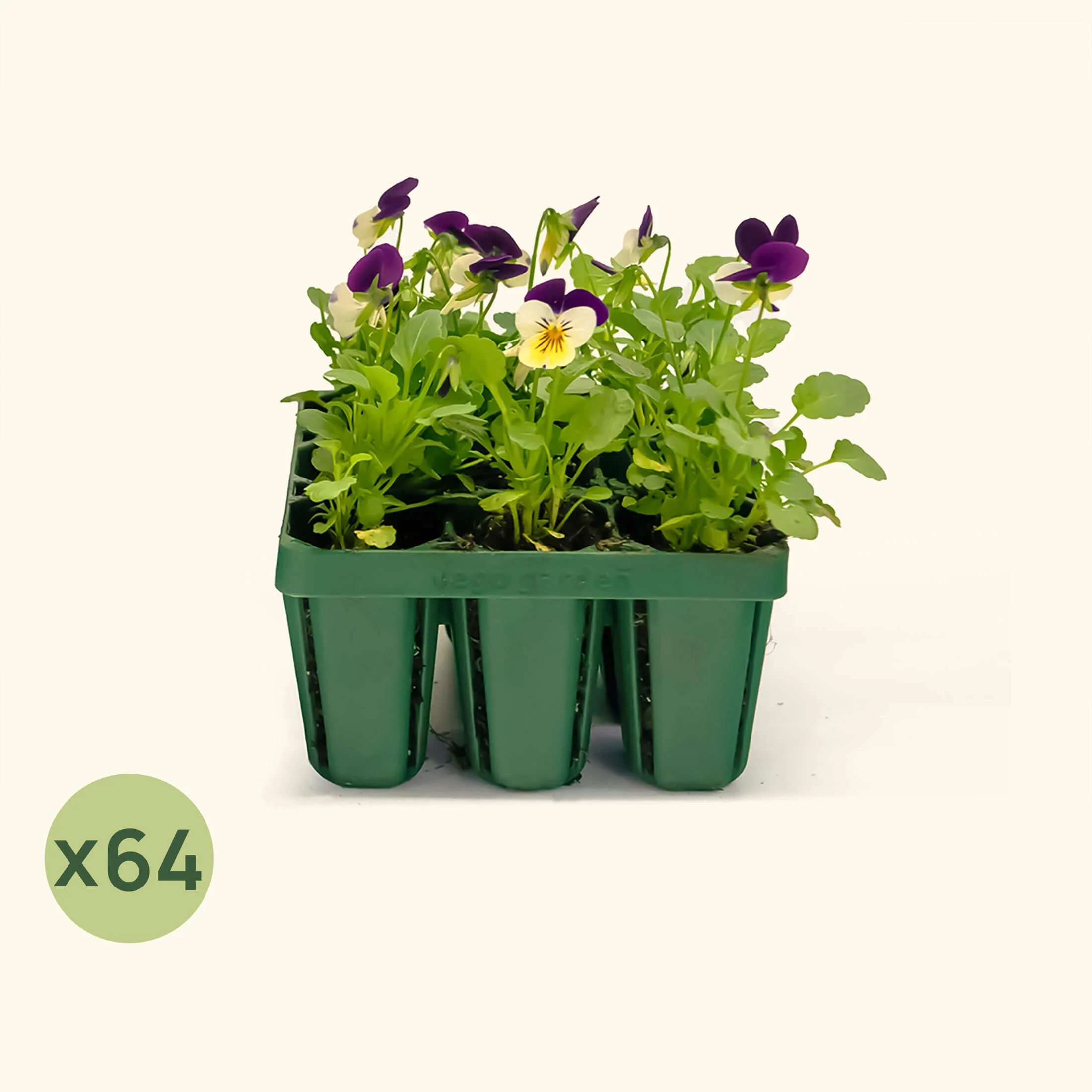 Standard Seedling Tray - 5" x 5" - Image 9
