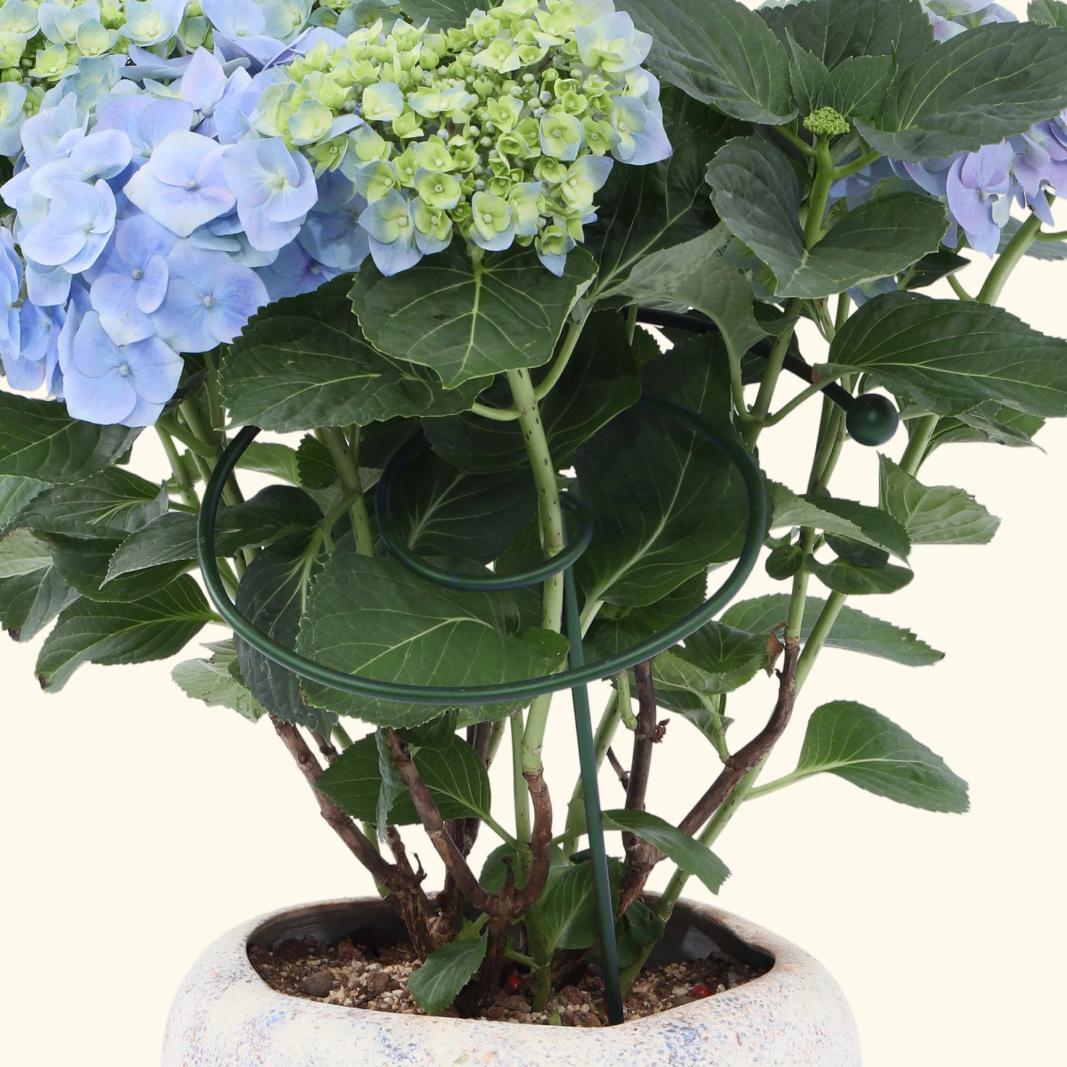Single Stem Plant Support Spiral  - 3 Pack - Image 6