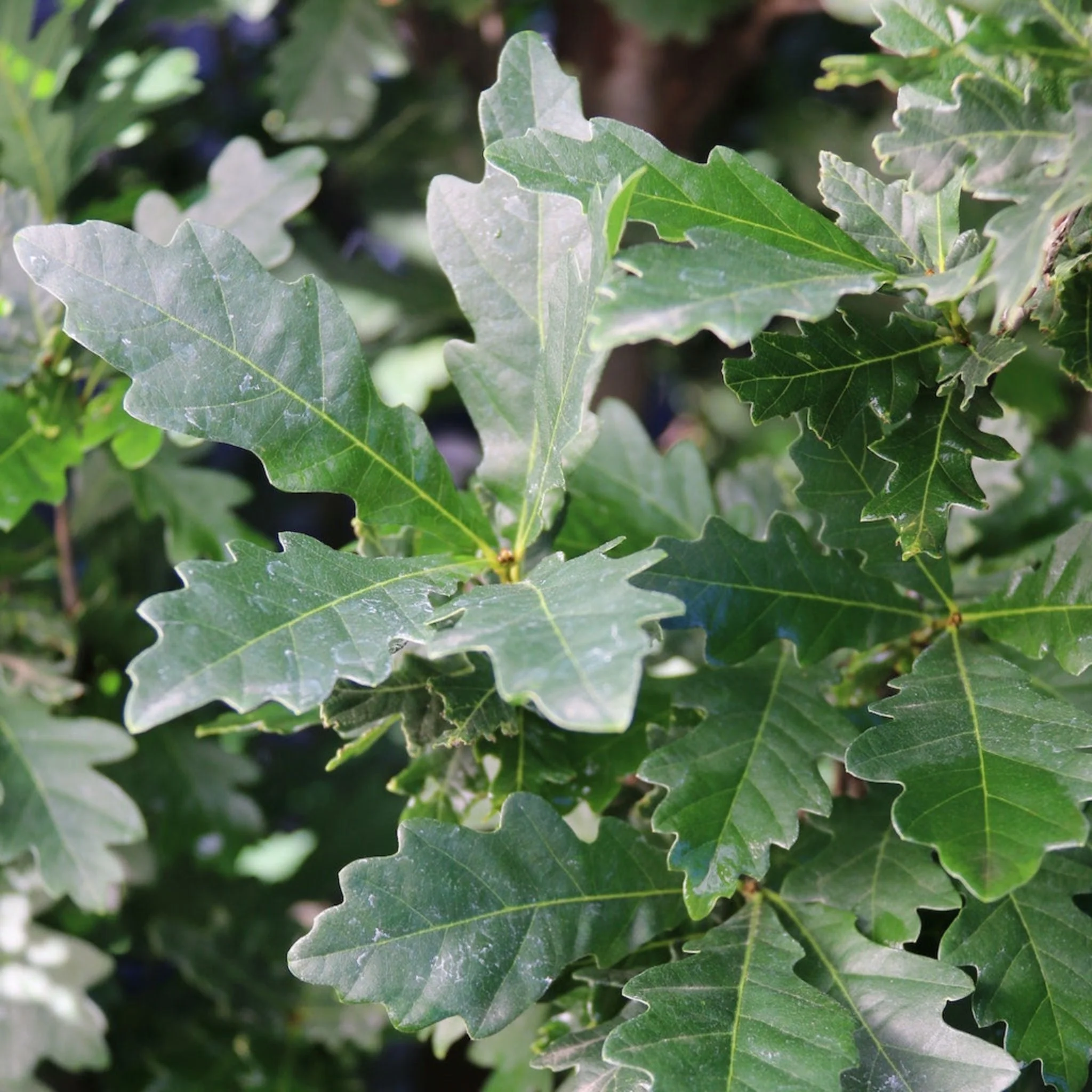 Skinny Genes® Columnar Oak Tree - Image 2