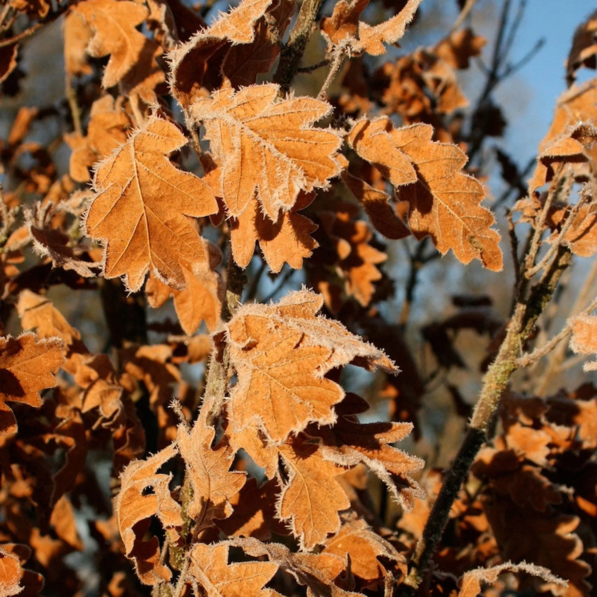 Skinny Genes® Columnar Oak Tree - Image 3