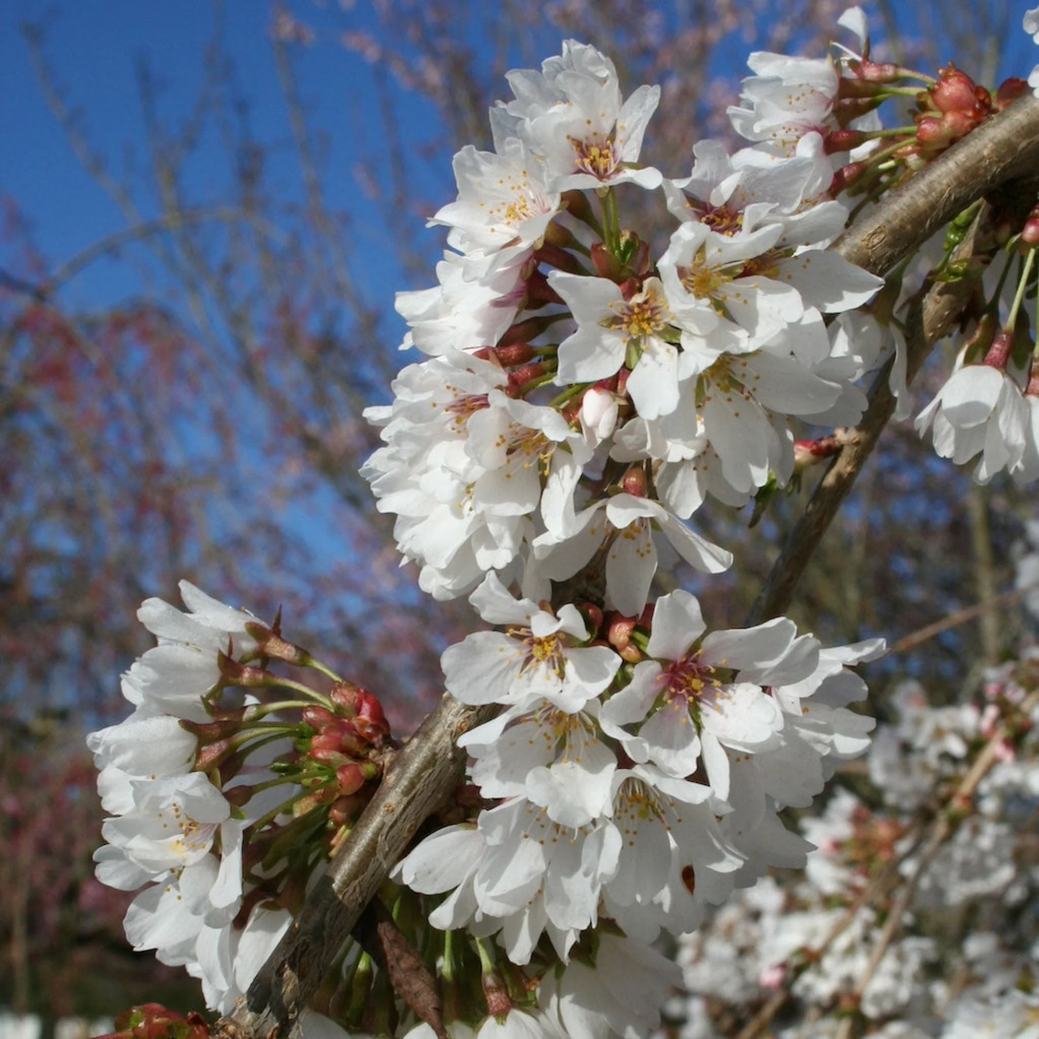 Snow Fountains® Weeping Cherry Tree - Image 2