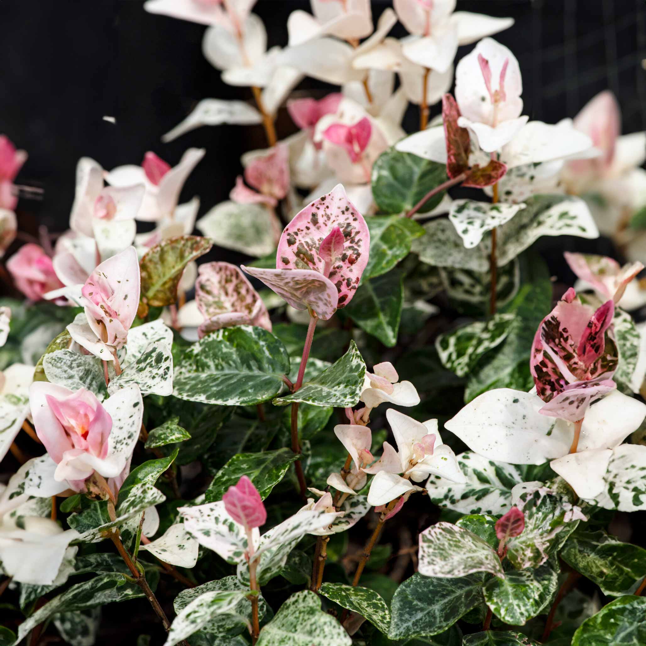 Snow-N-Summer™ Asiatic Jasmine - Image 2