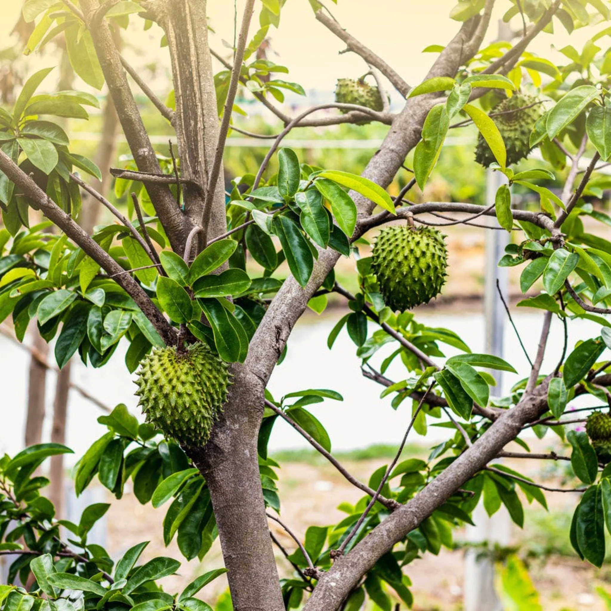 Soursop (Guanabana) - Image 2