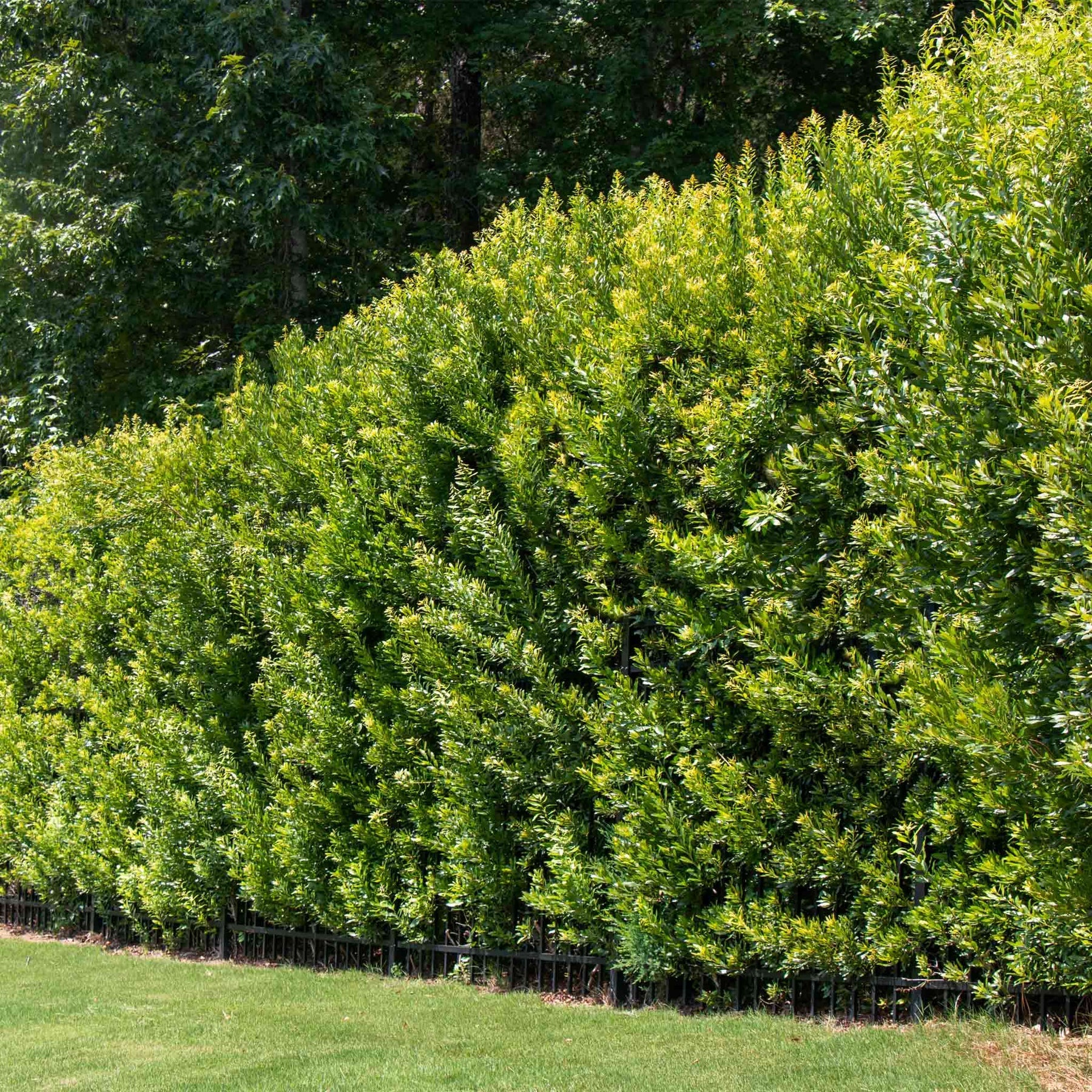 Southern Wax Myrtle - Image 2