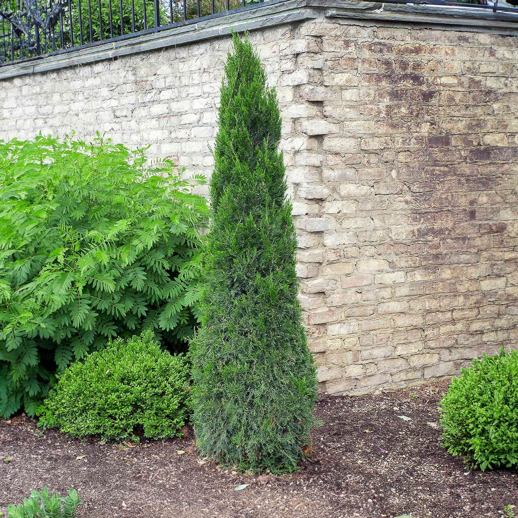 Spartan Juniper - Image 2