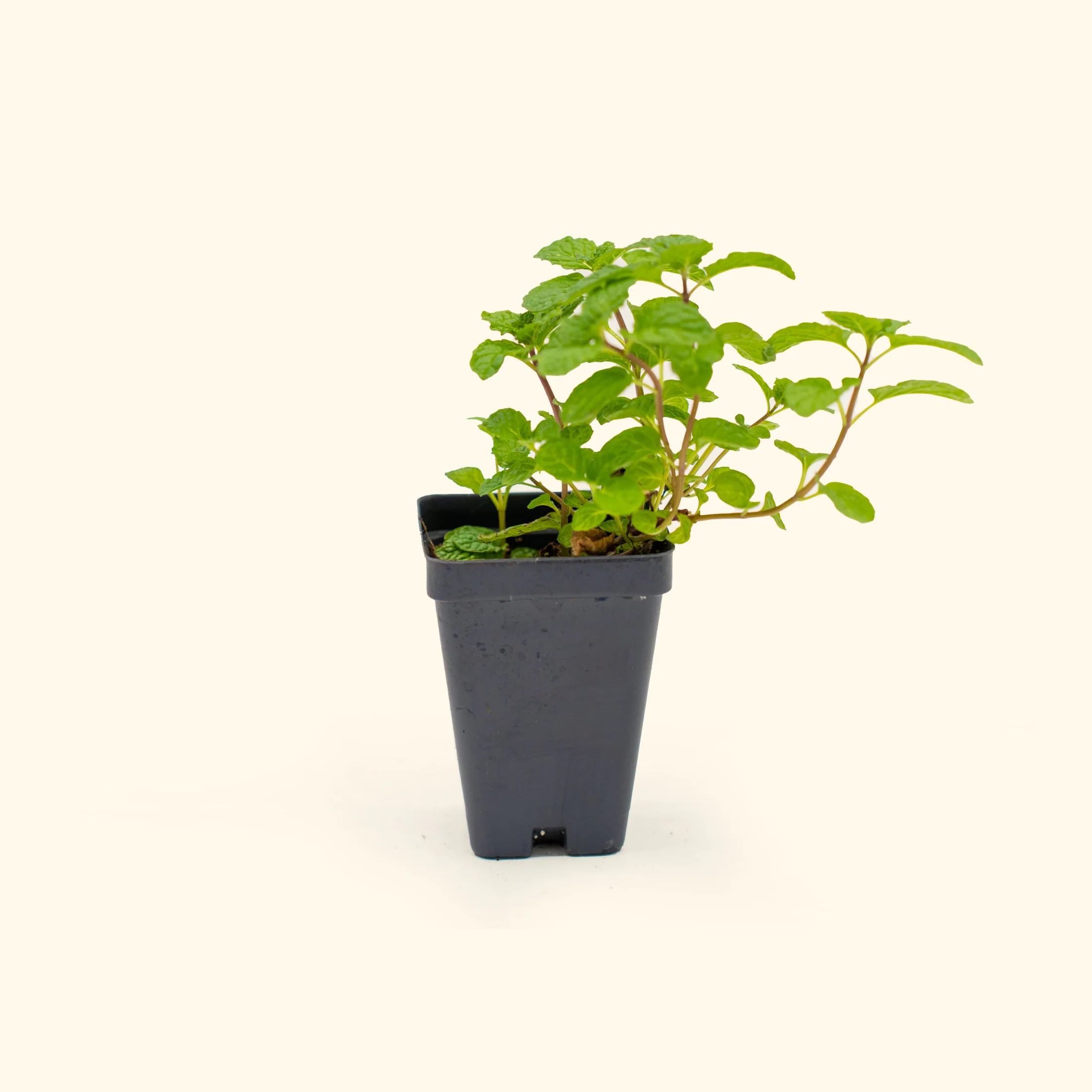 Spearmint Seedling - Image 2
