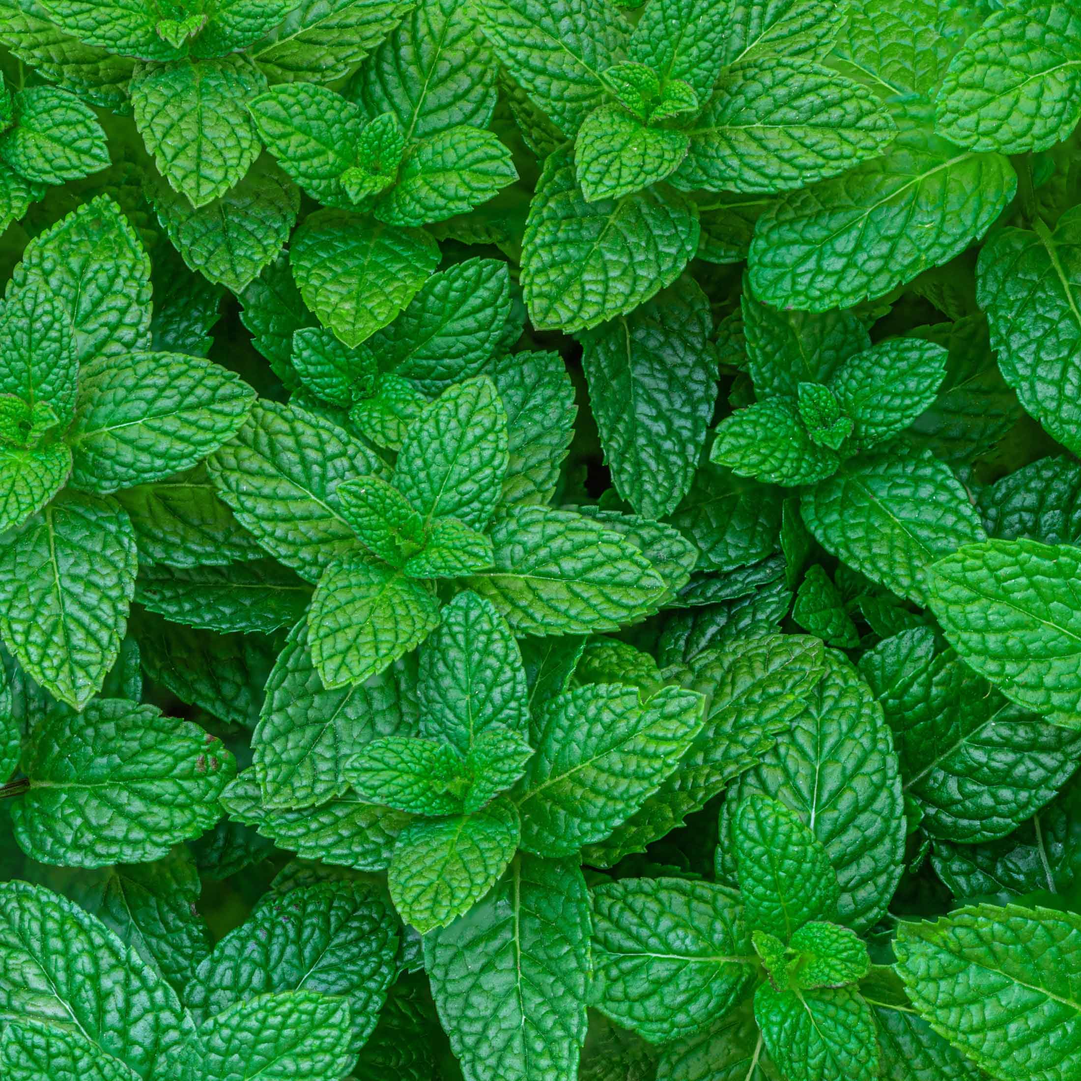 Spearmint Seedling - Image 5
