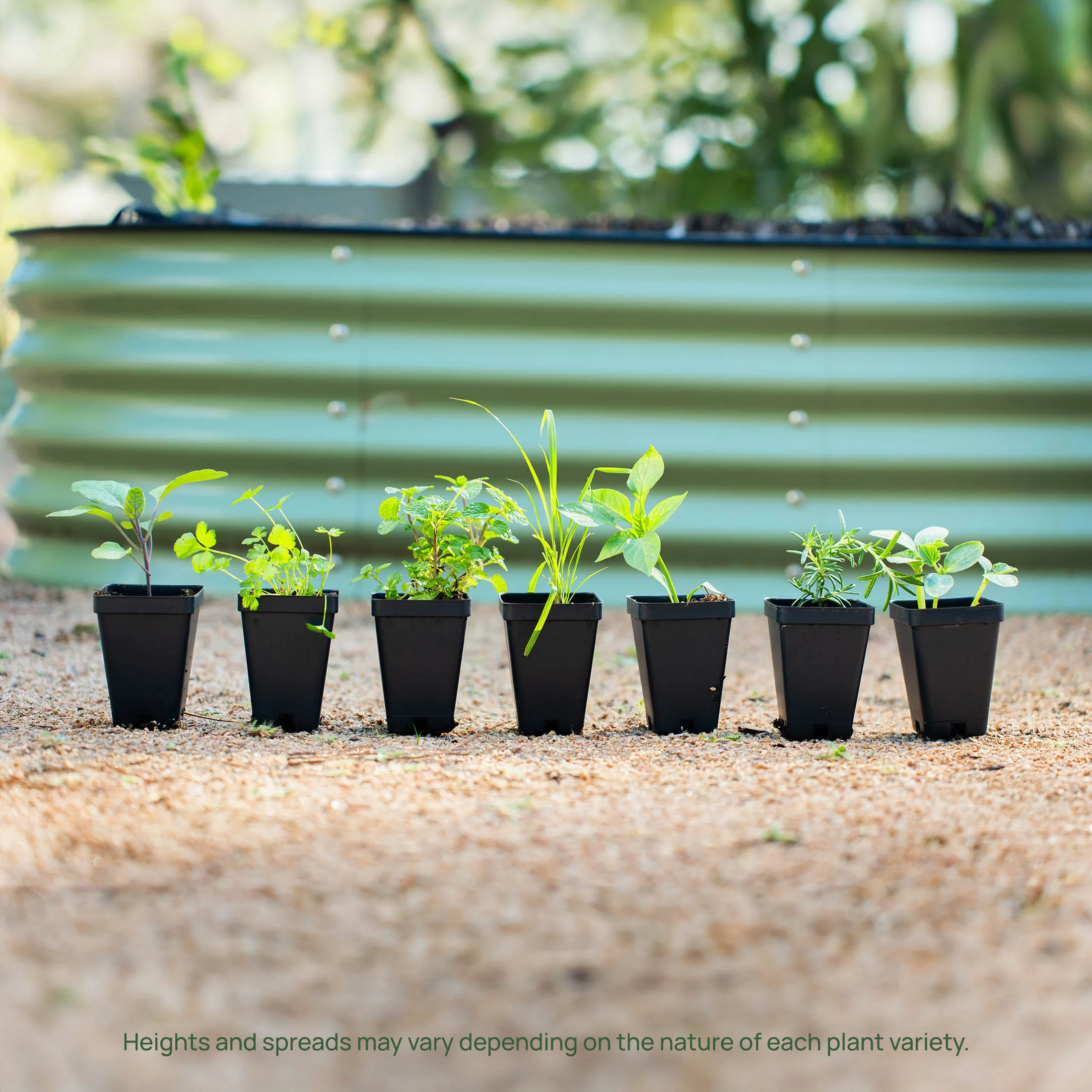 Spearmint Seedling - Image 6