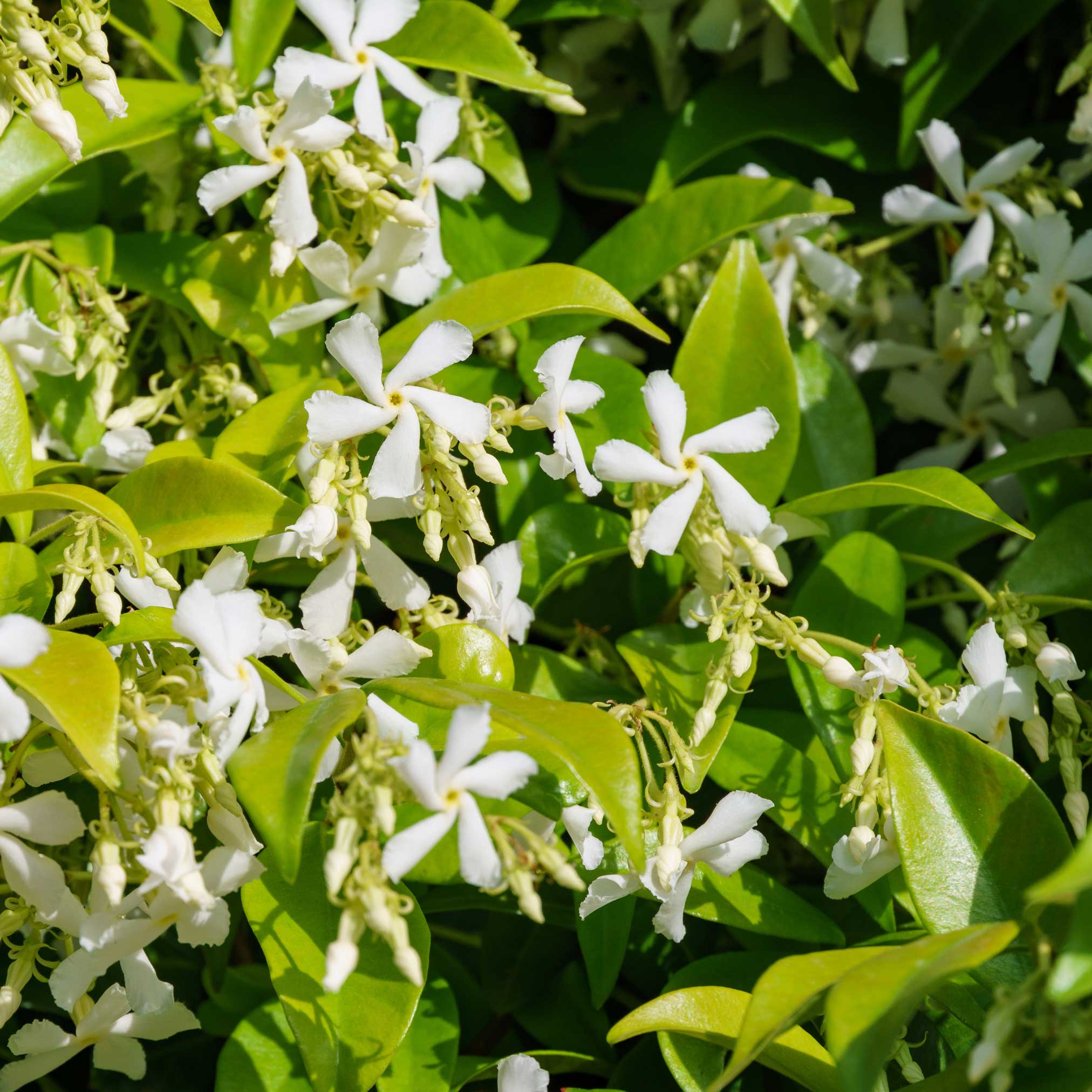 Star Jasmine - Image 2