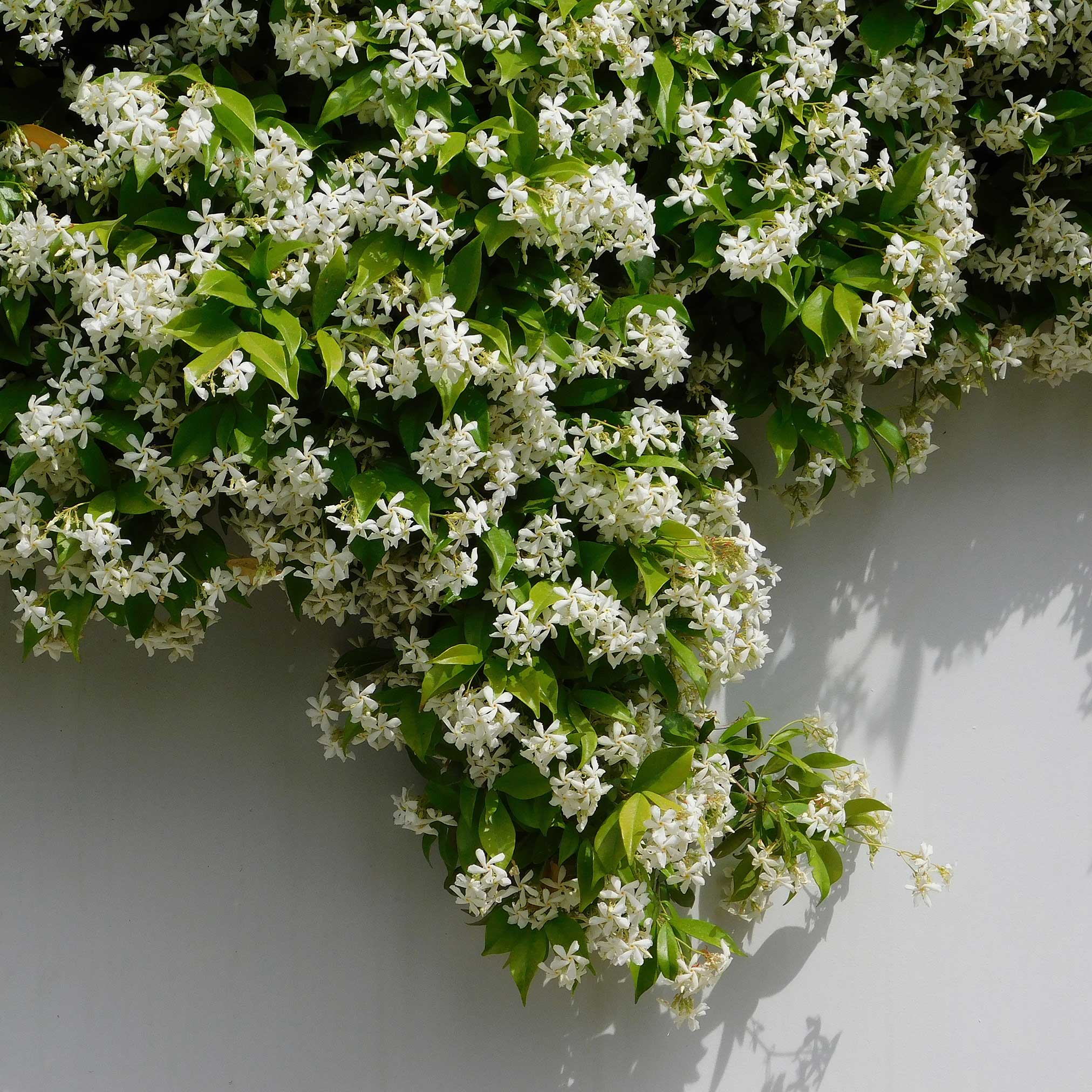 Star Jasmine - Image 3